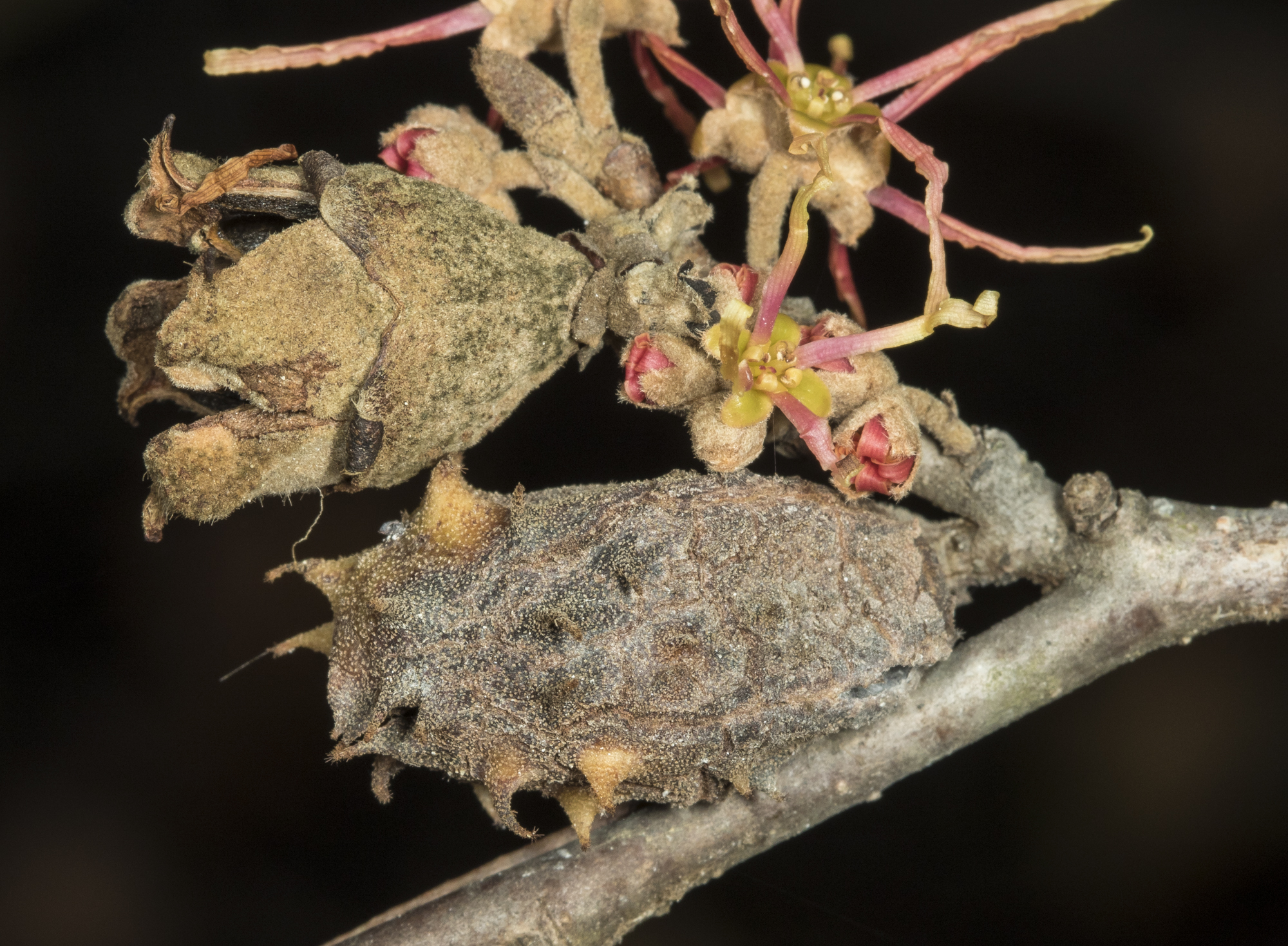 Witch hazel seed capsule and gall