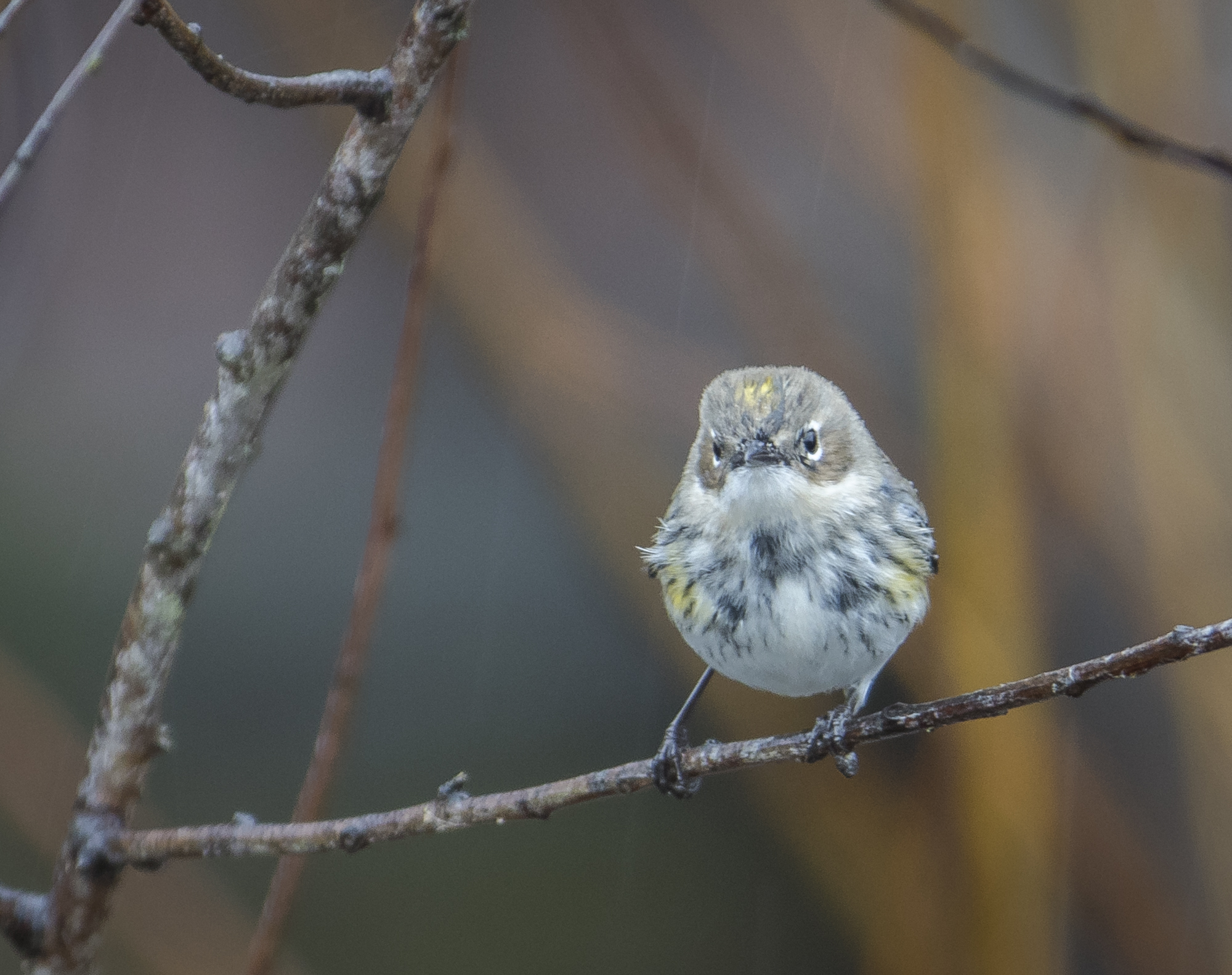 Yellow-rumped warbler