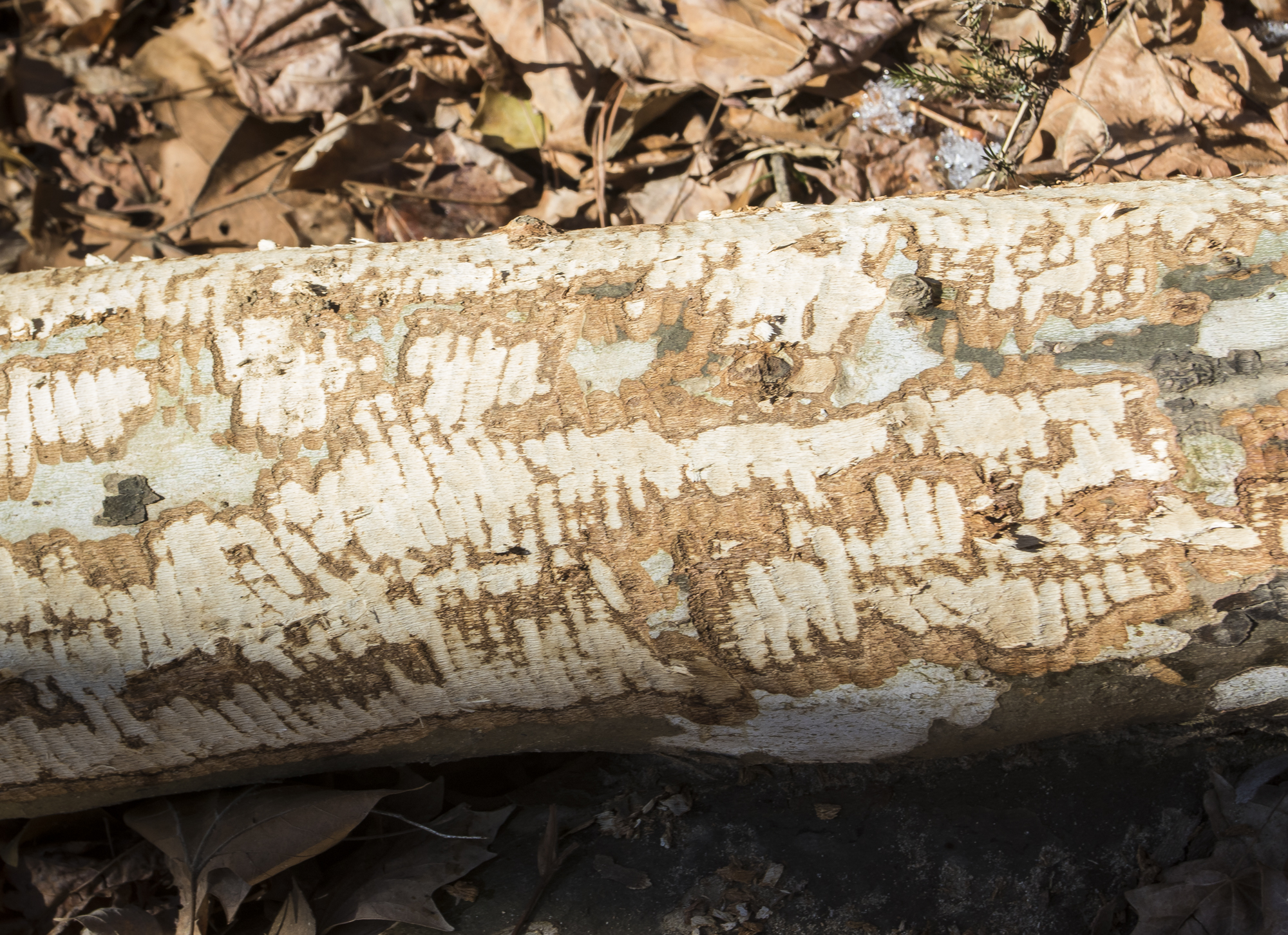 beaver chew marks