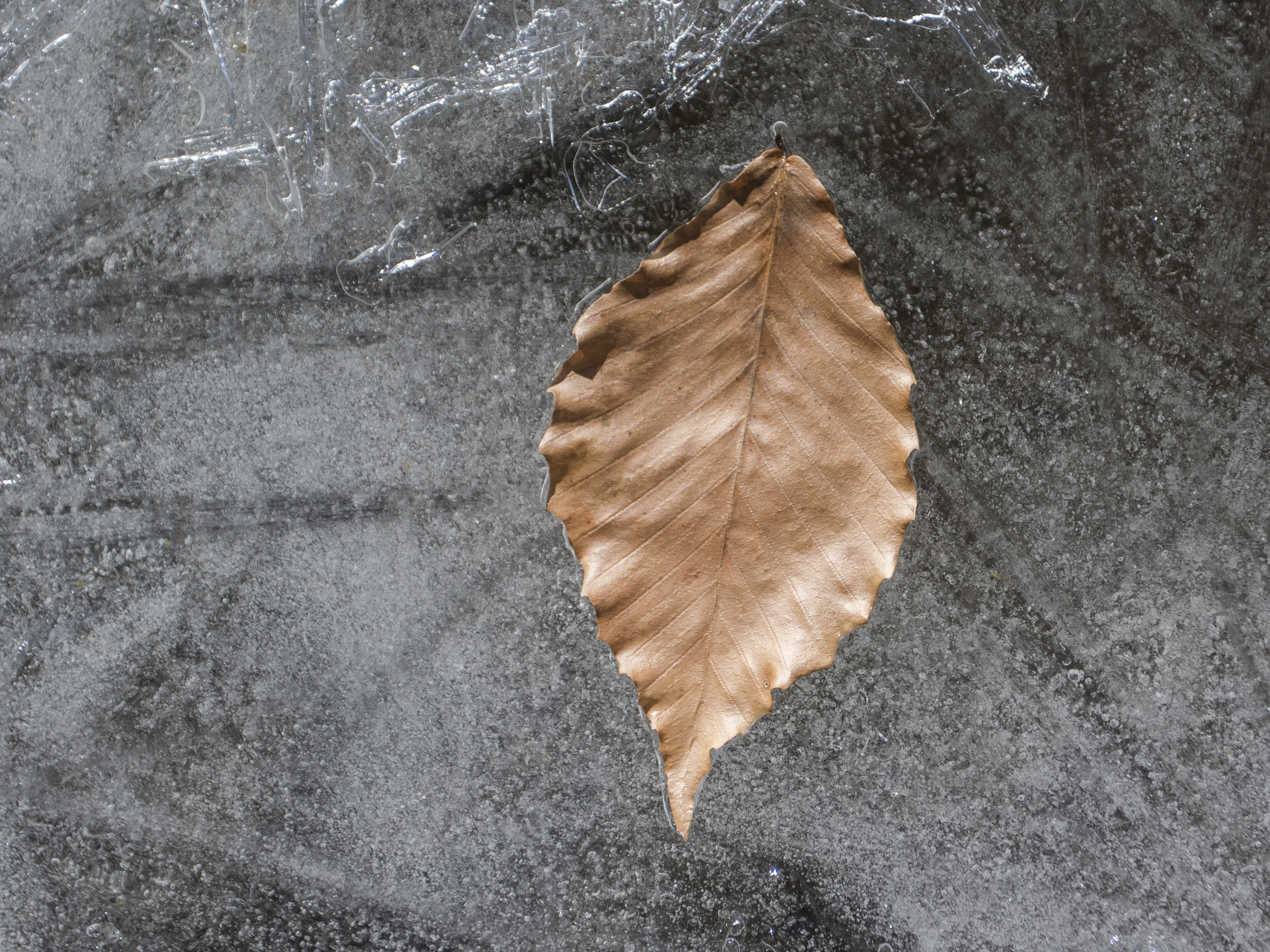 beech leaf on ice