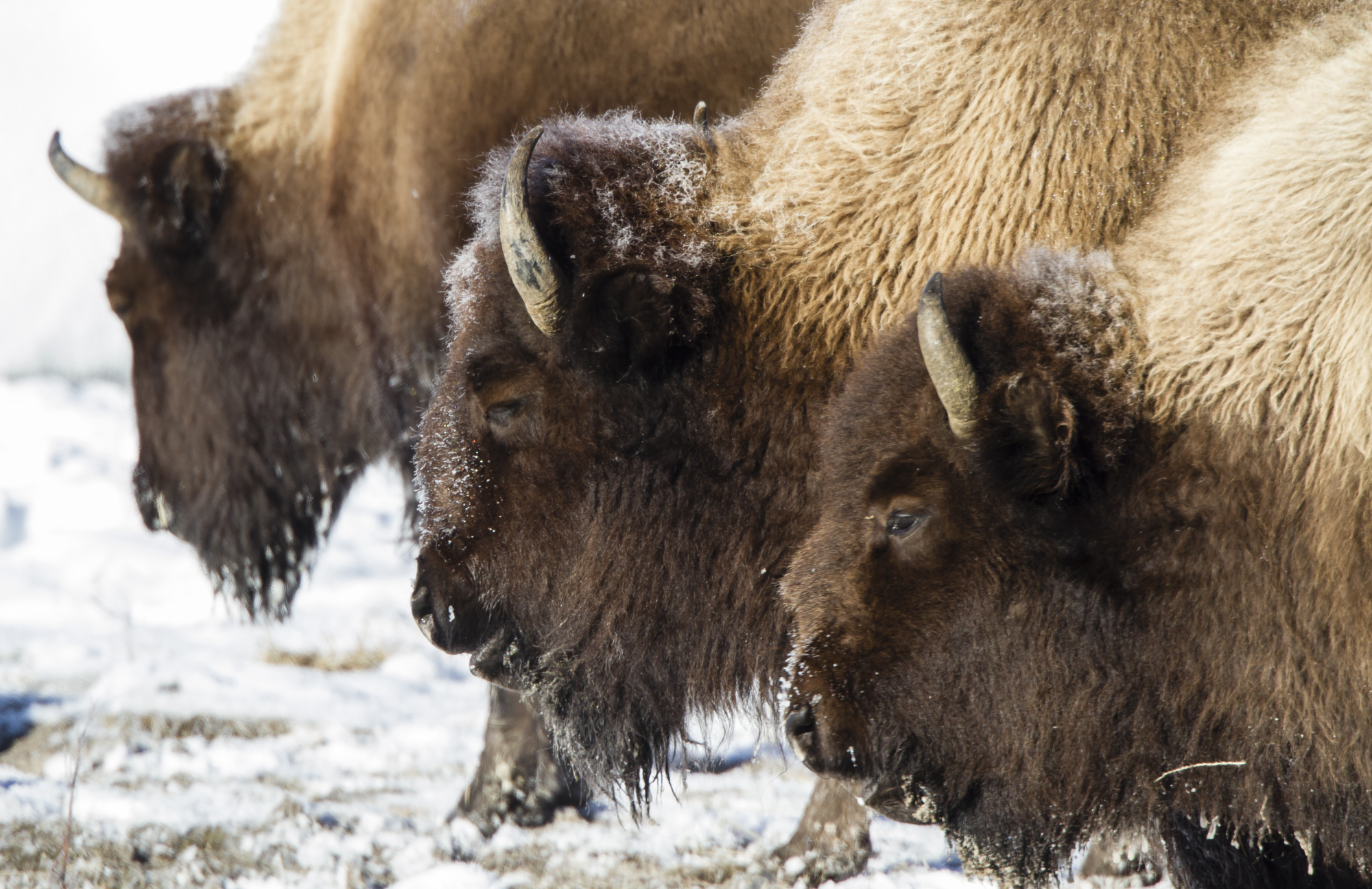 Bison repetition