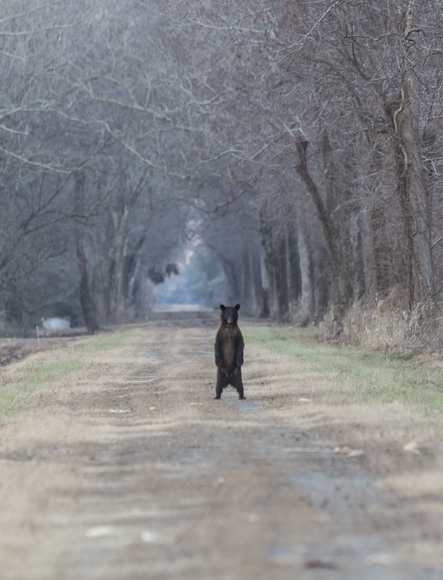 Black bear standing