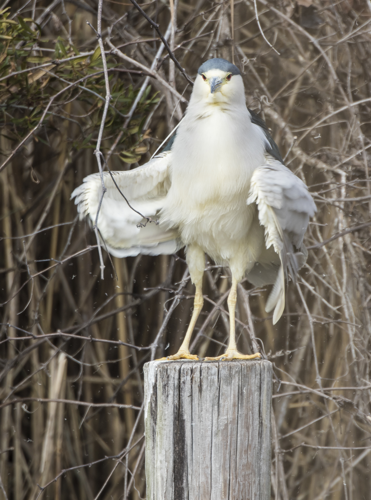 Black-crowned night heron shimmy 1
