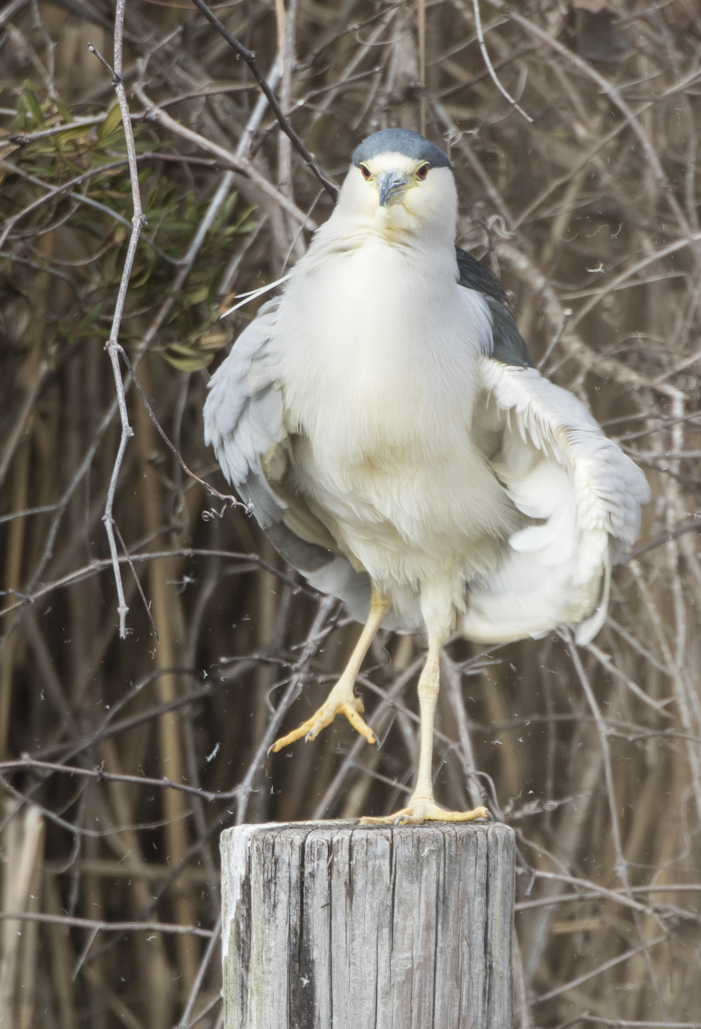 Black-crowned night heron shimmy