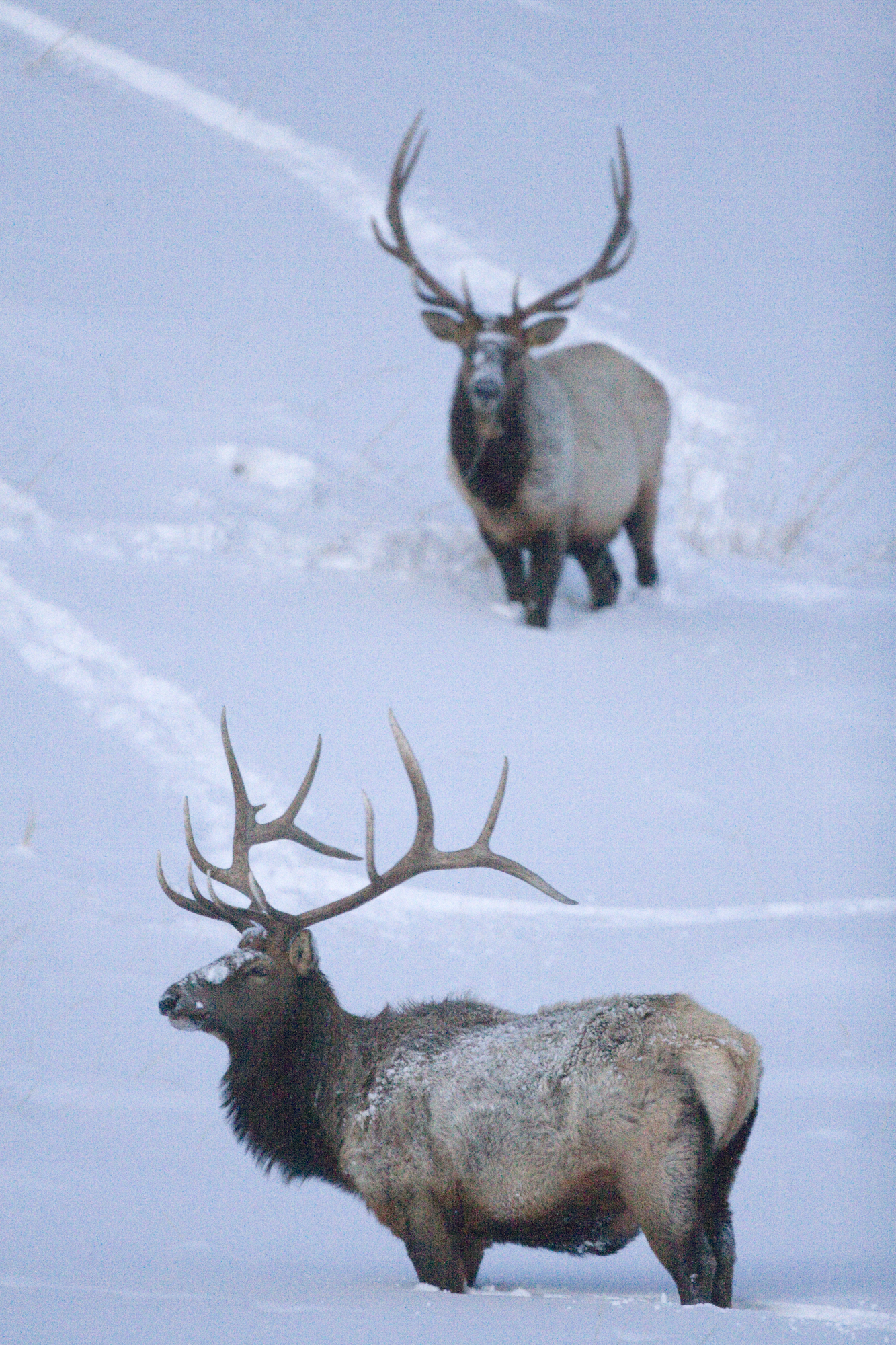 Bull elk