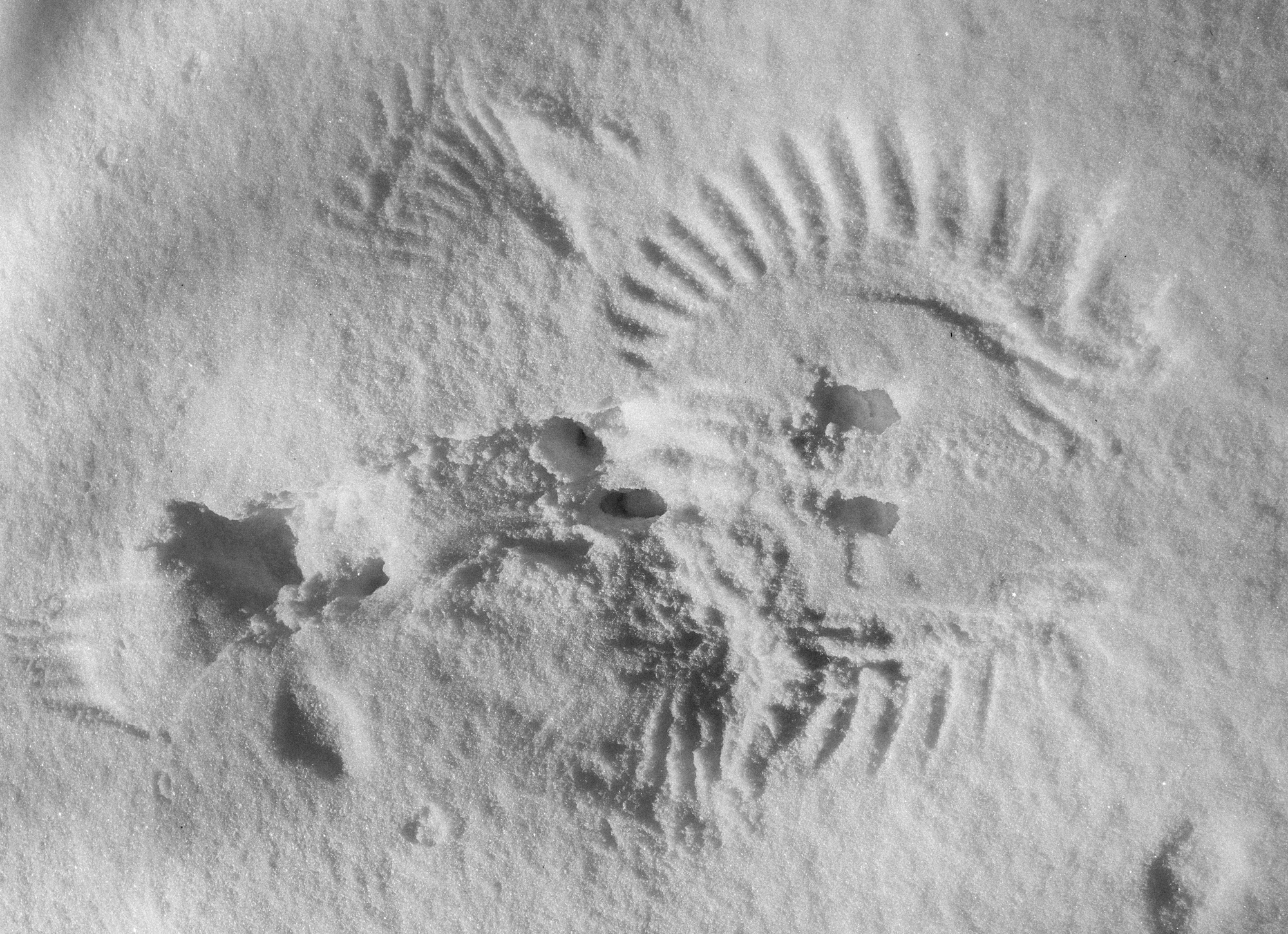 Crow pattern in snow