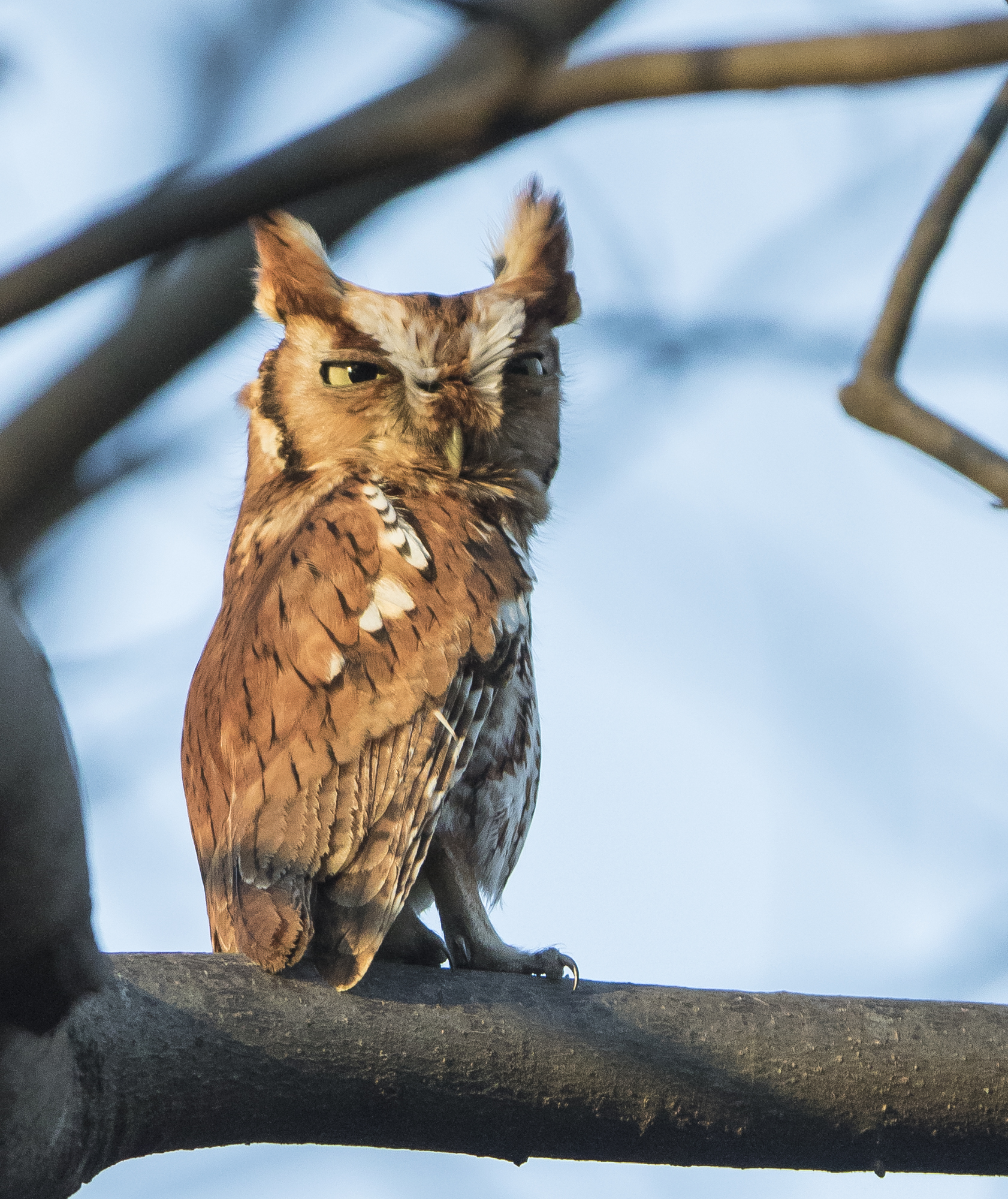 Eastern Screech owl