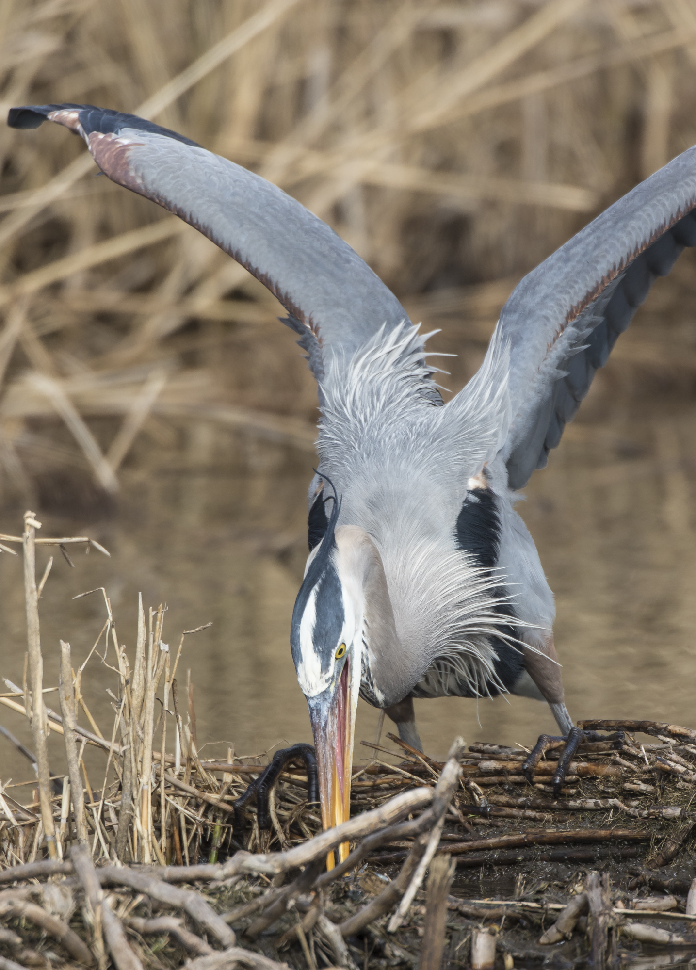 Great blue heron strikes