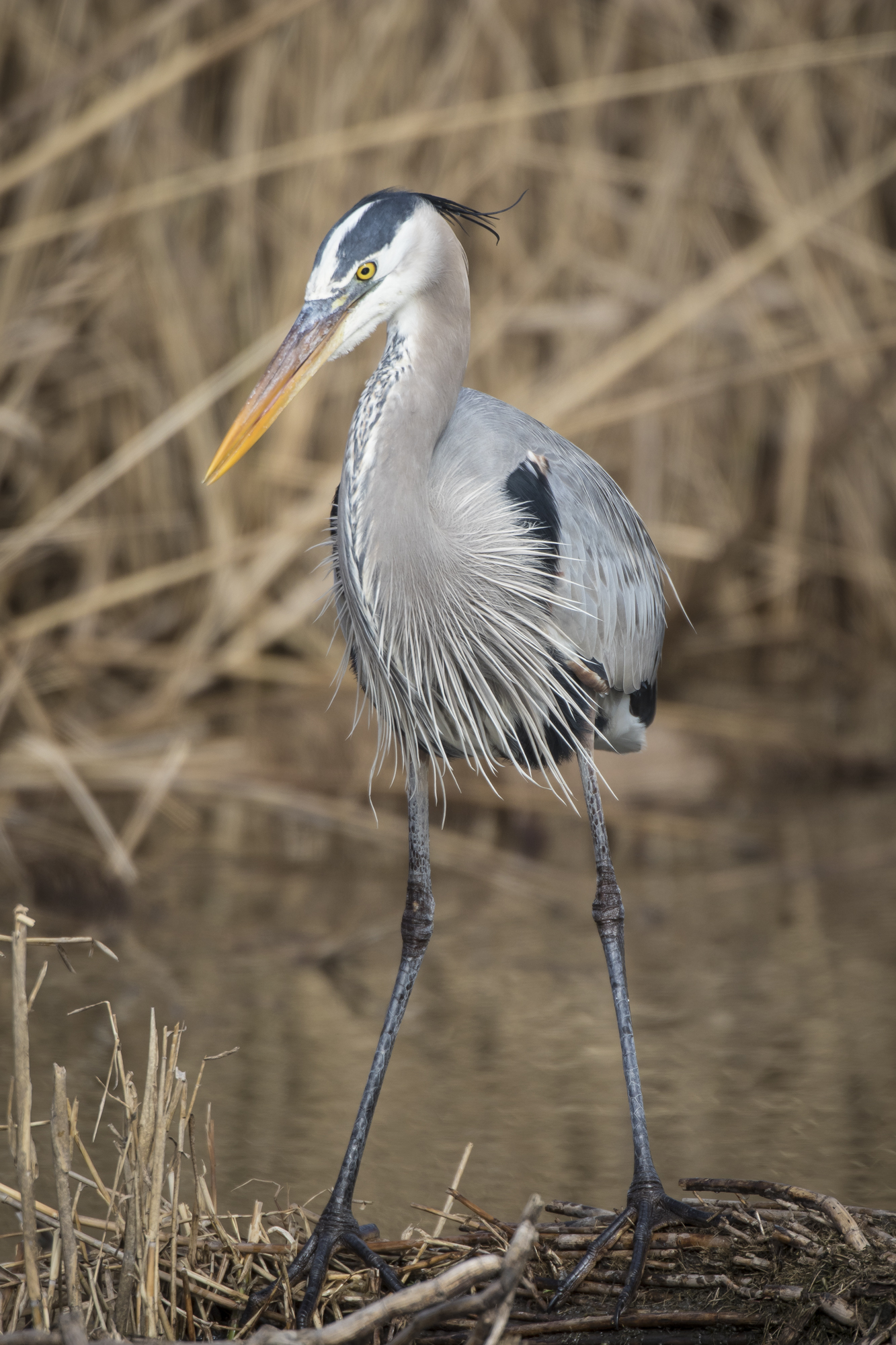 Great blue heron