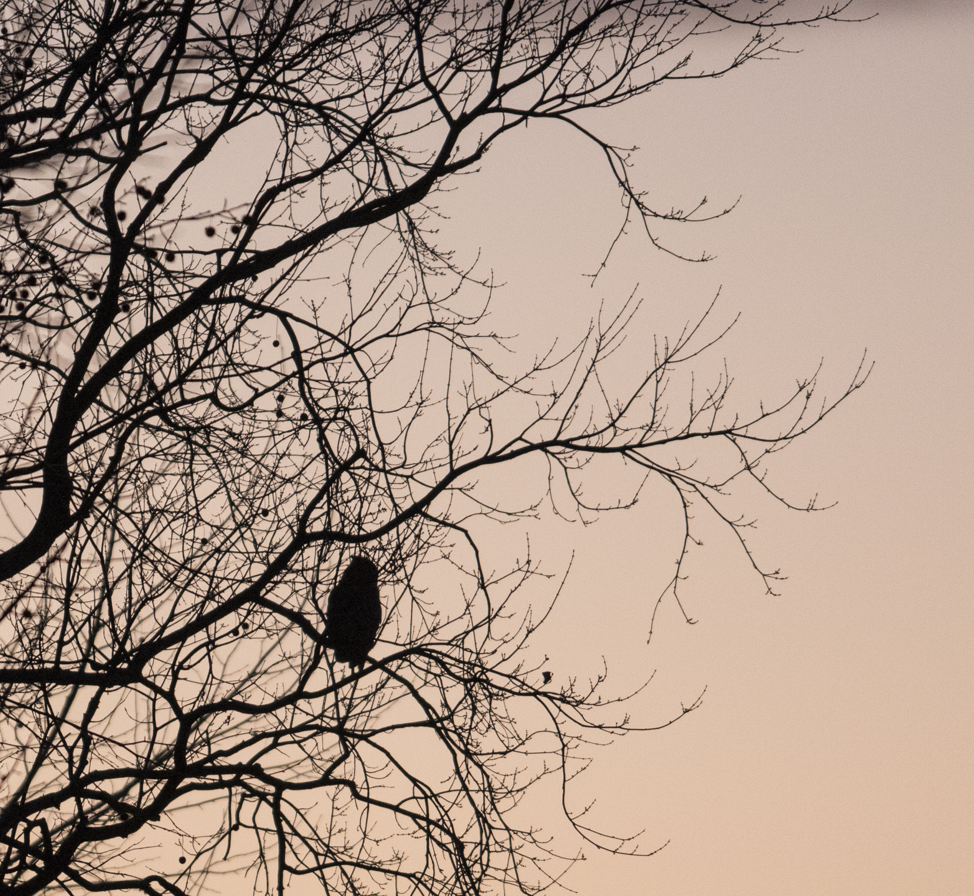 Great horned owl at sunset