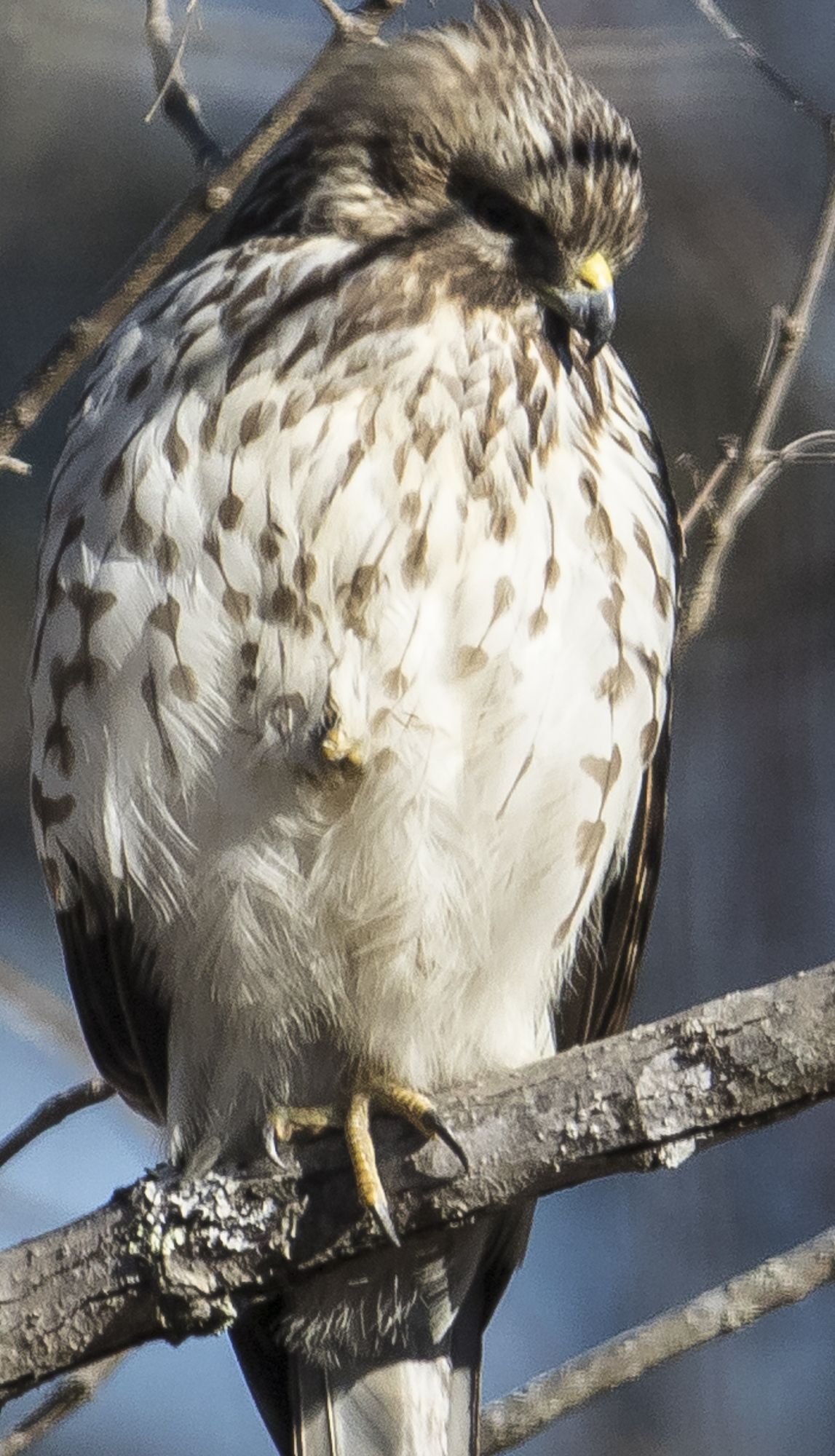 hawk standing on one leg
