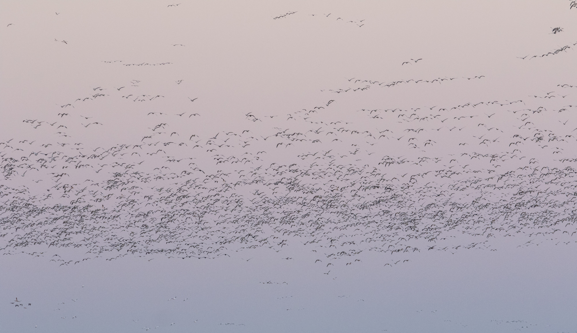 More snow geese arriving