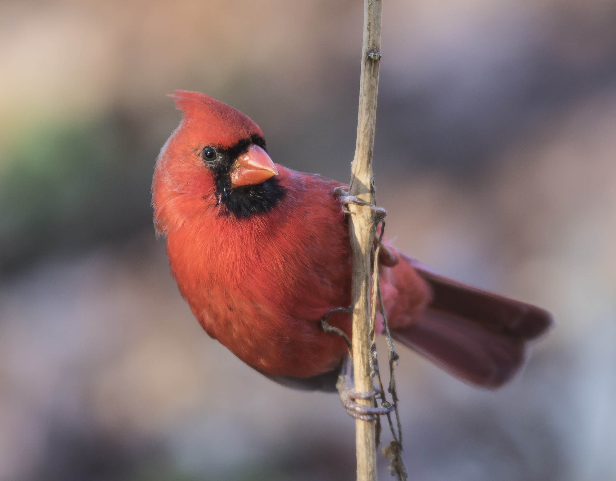 northern cardinal male
