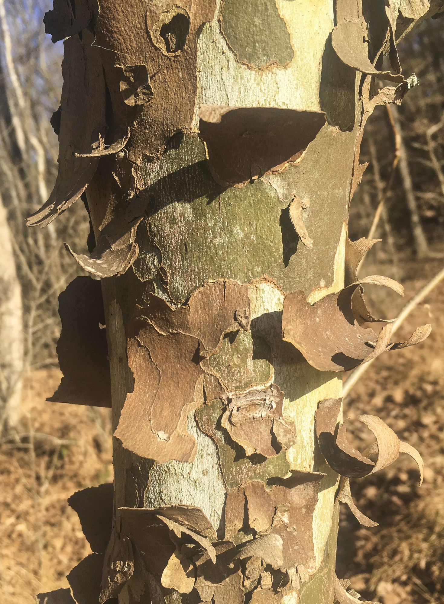 Peely Sycamore bark - young tree