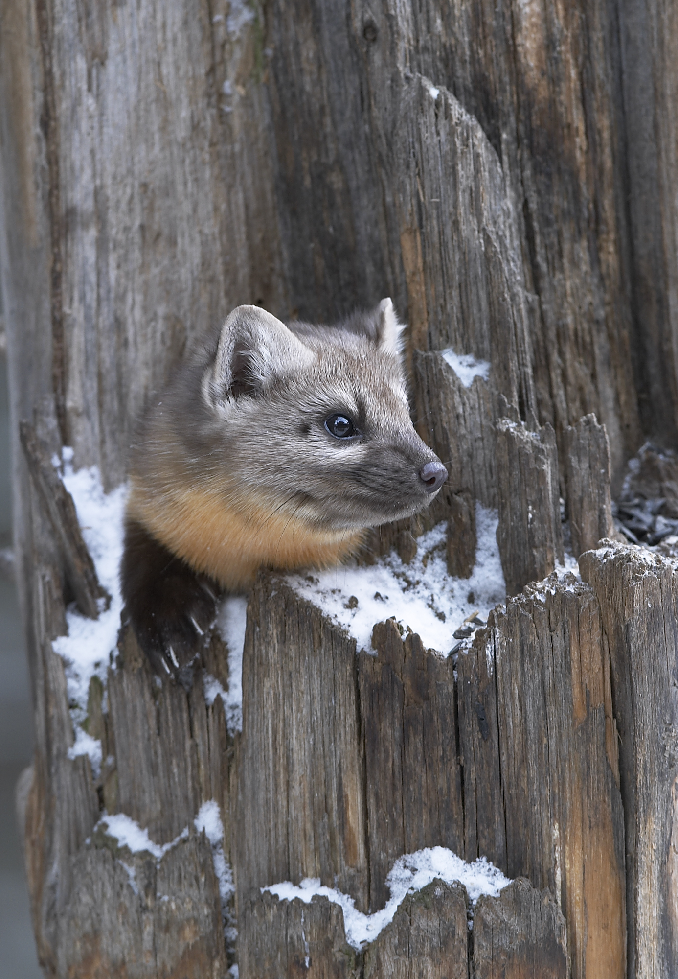 Pine Marten in tree trunk