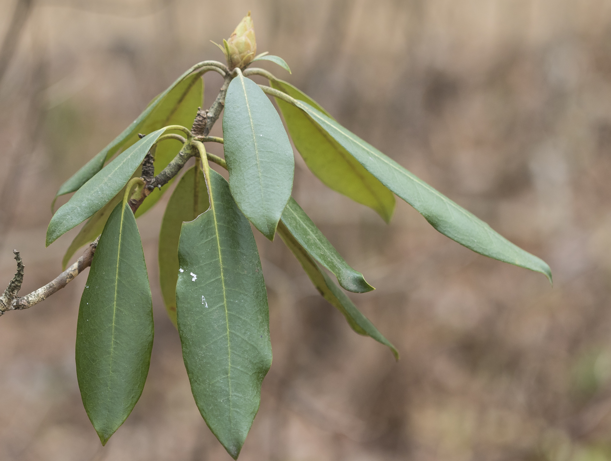 Rhododendron leaves at 32 degrees