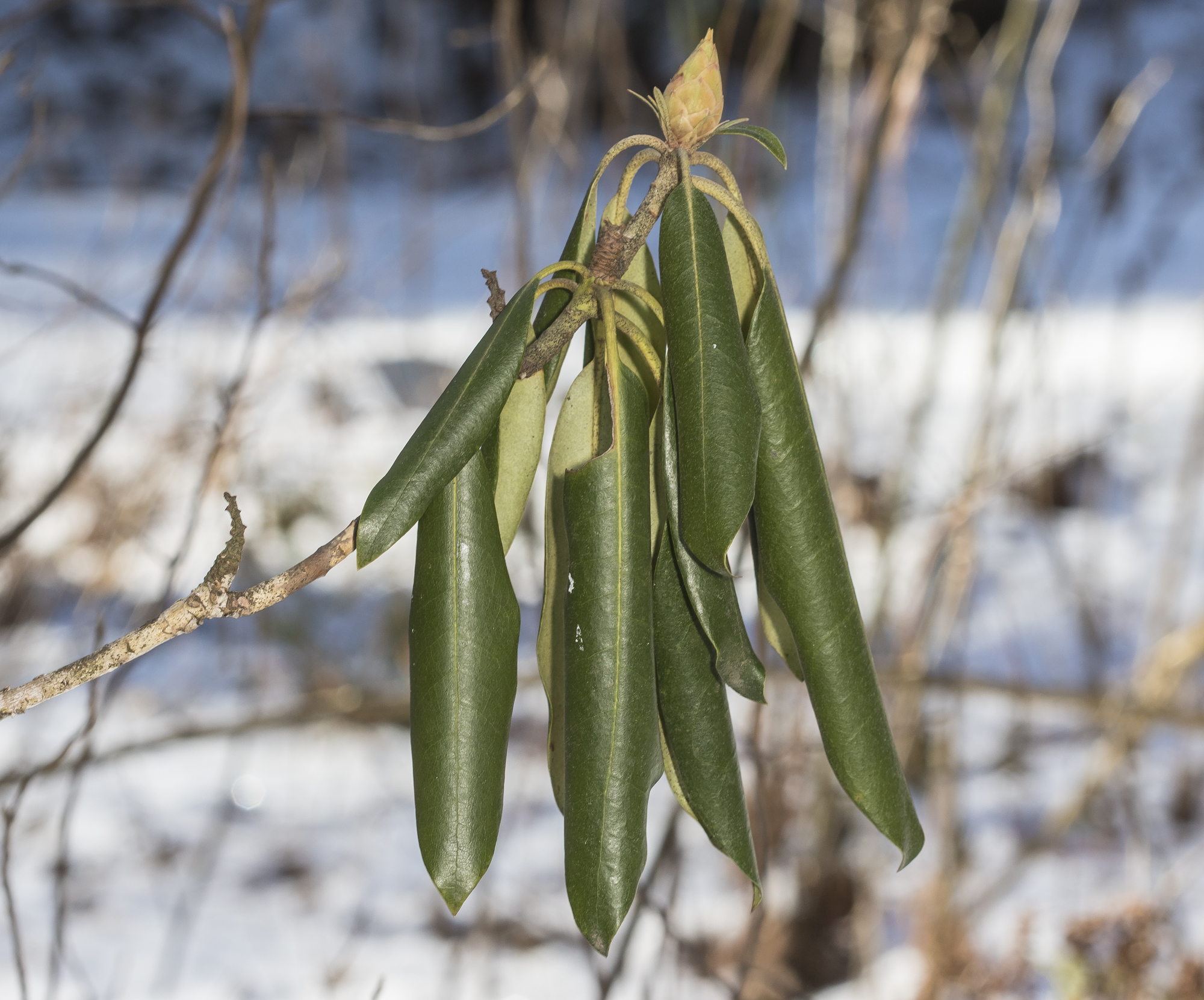 Rhododendron leaves curled at 26 degrees 1
