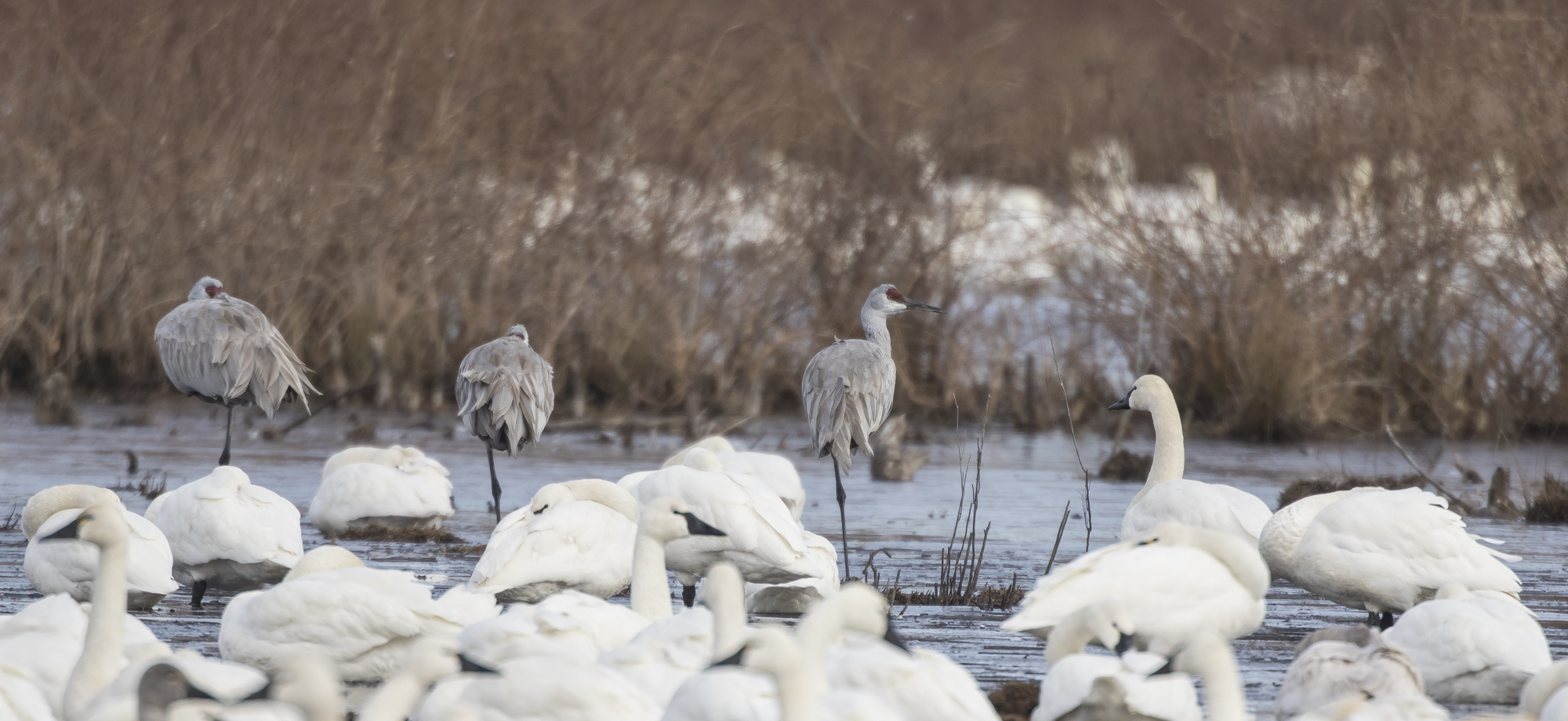 sandhill cranes