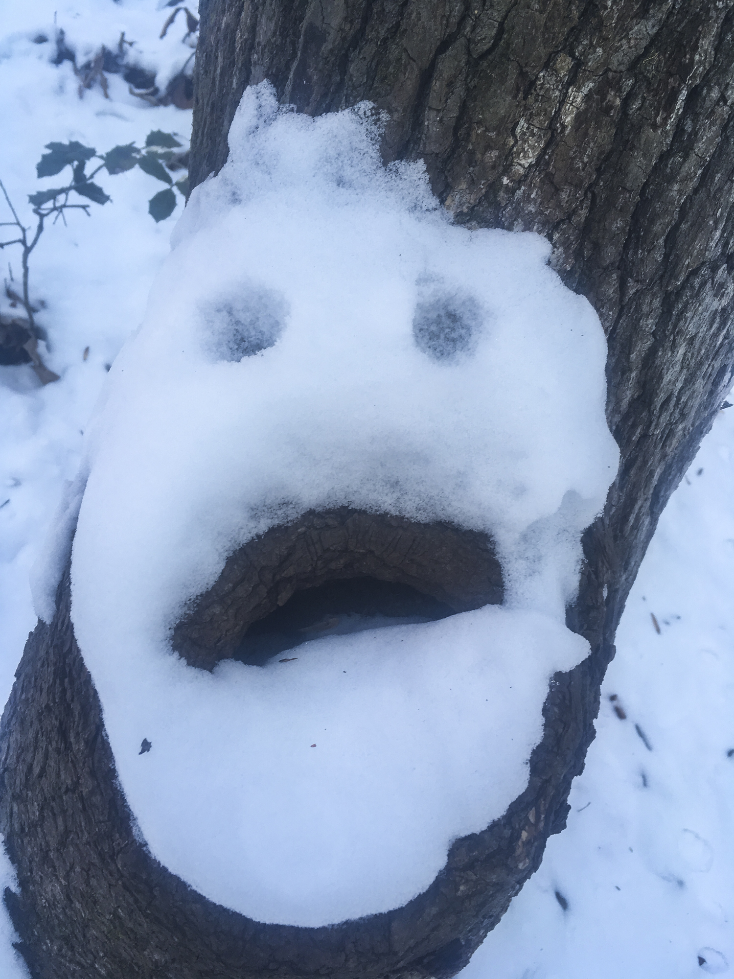 Snow face on tree hollow