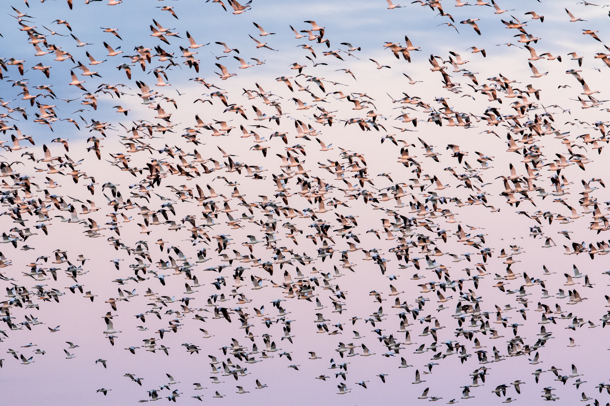 Snow geese swirling above the field at sunset