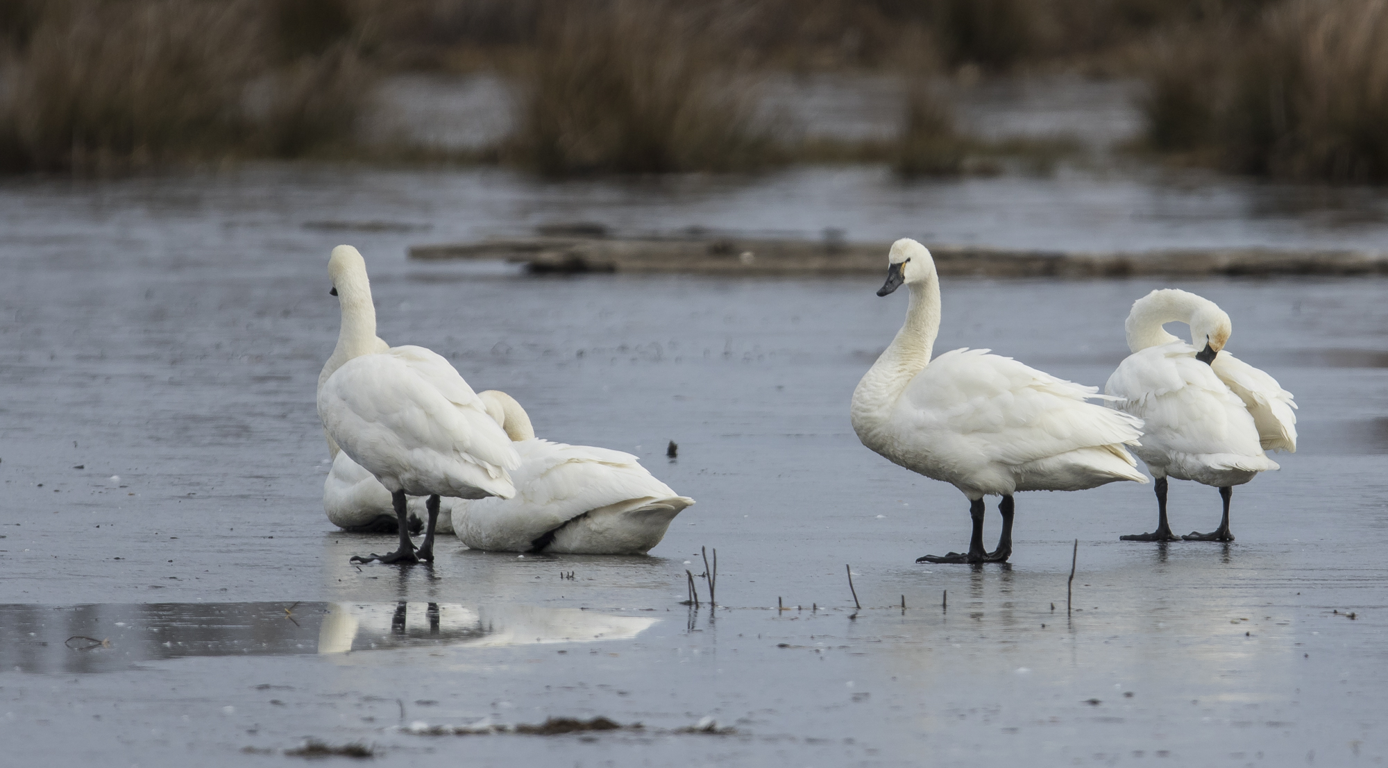 Swans on ice