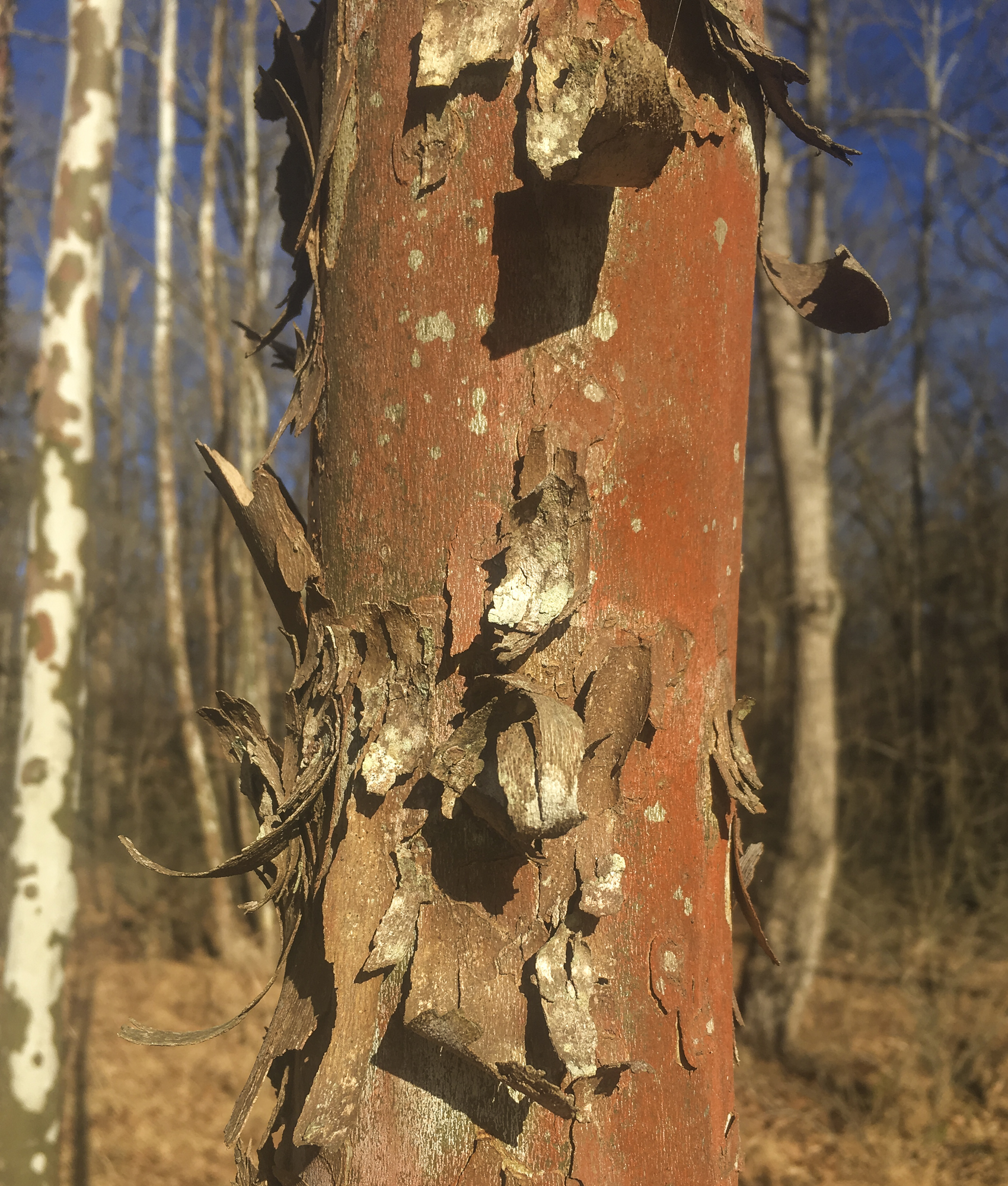 Sycamore bark - young tree