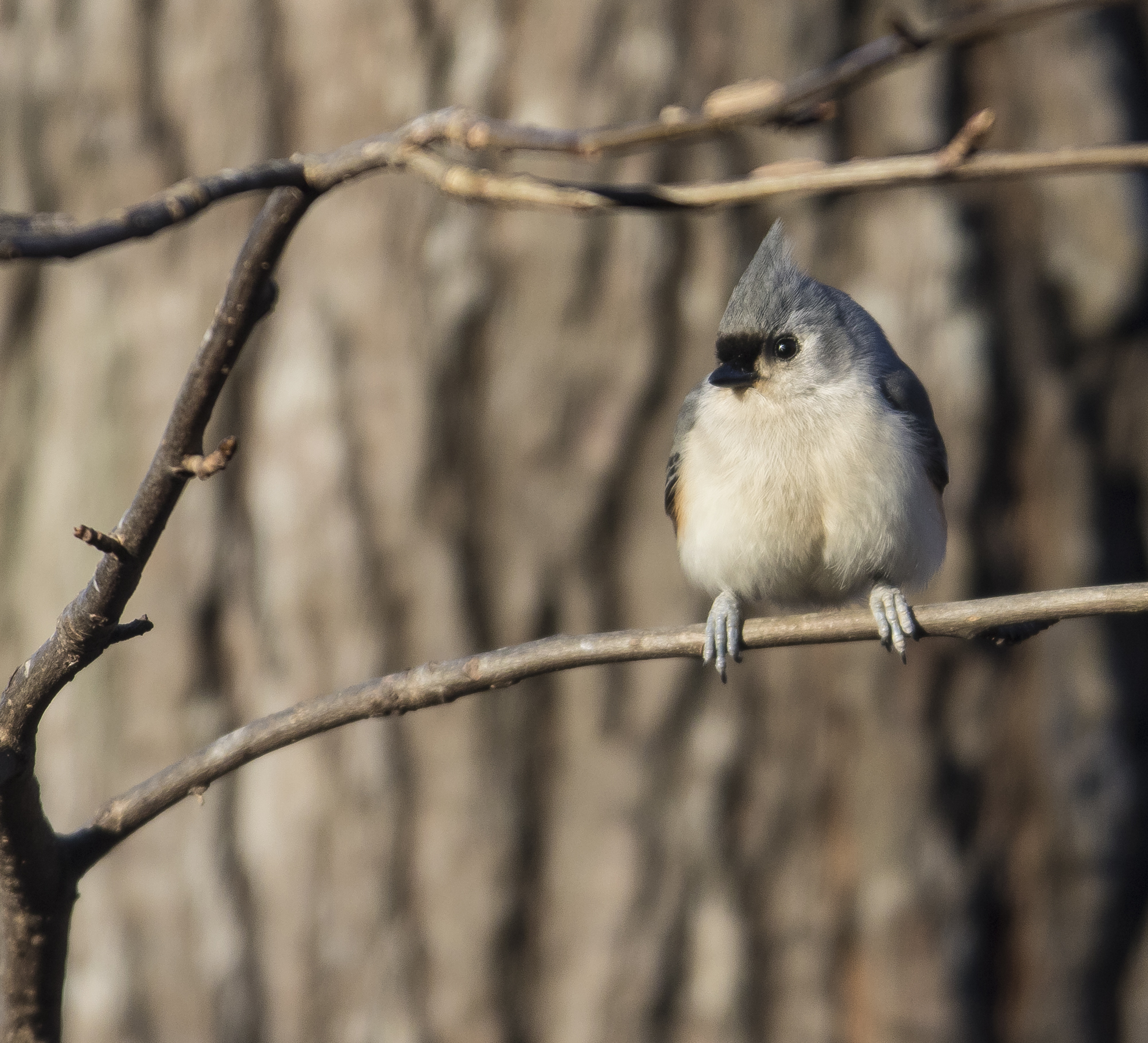 tufted titmouse