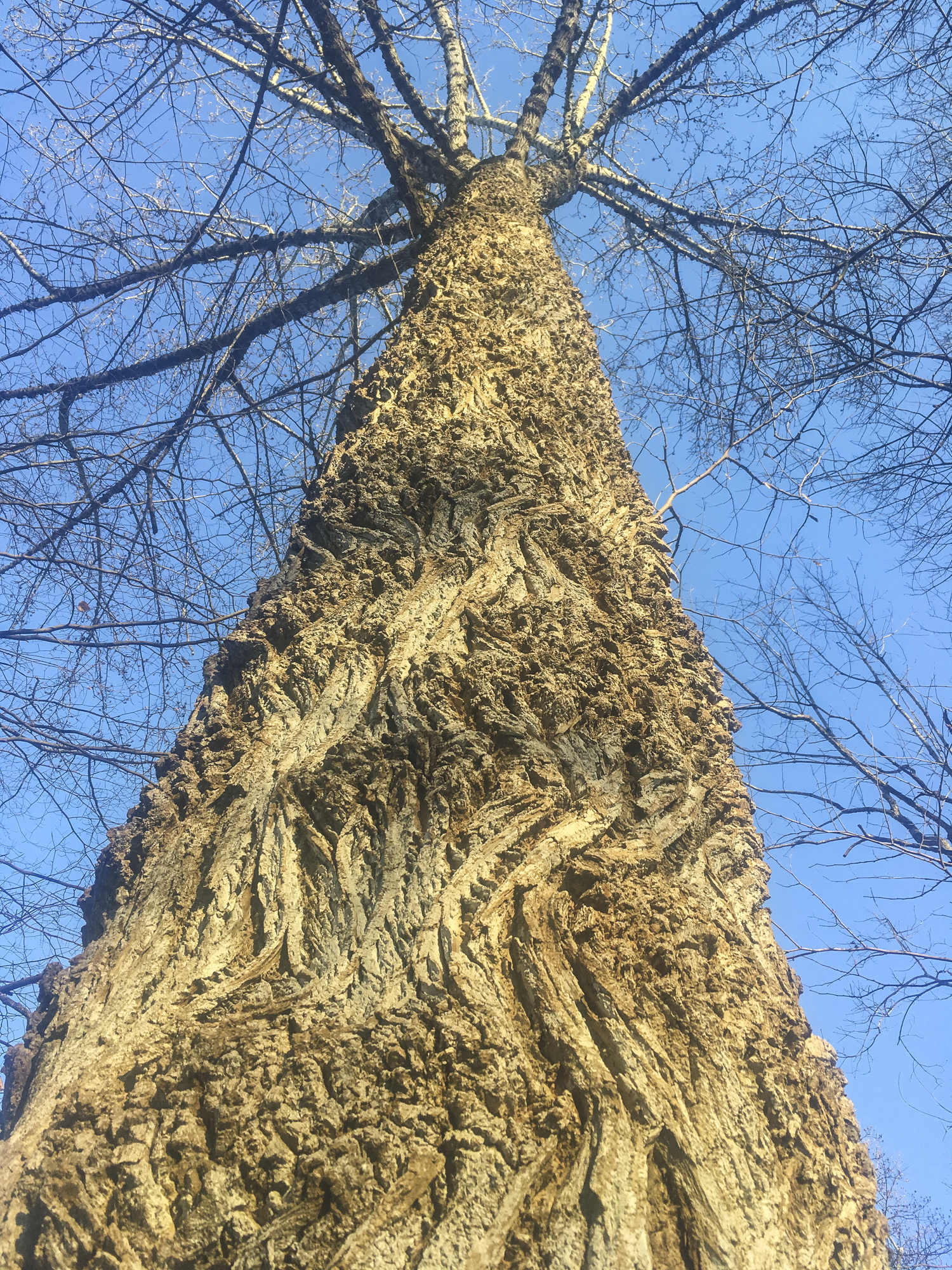 Tulip poplar in front yard looking up trunk