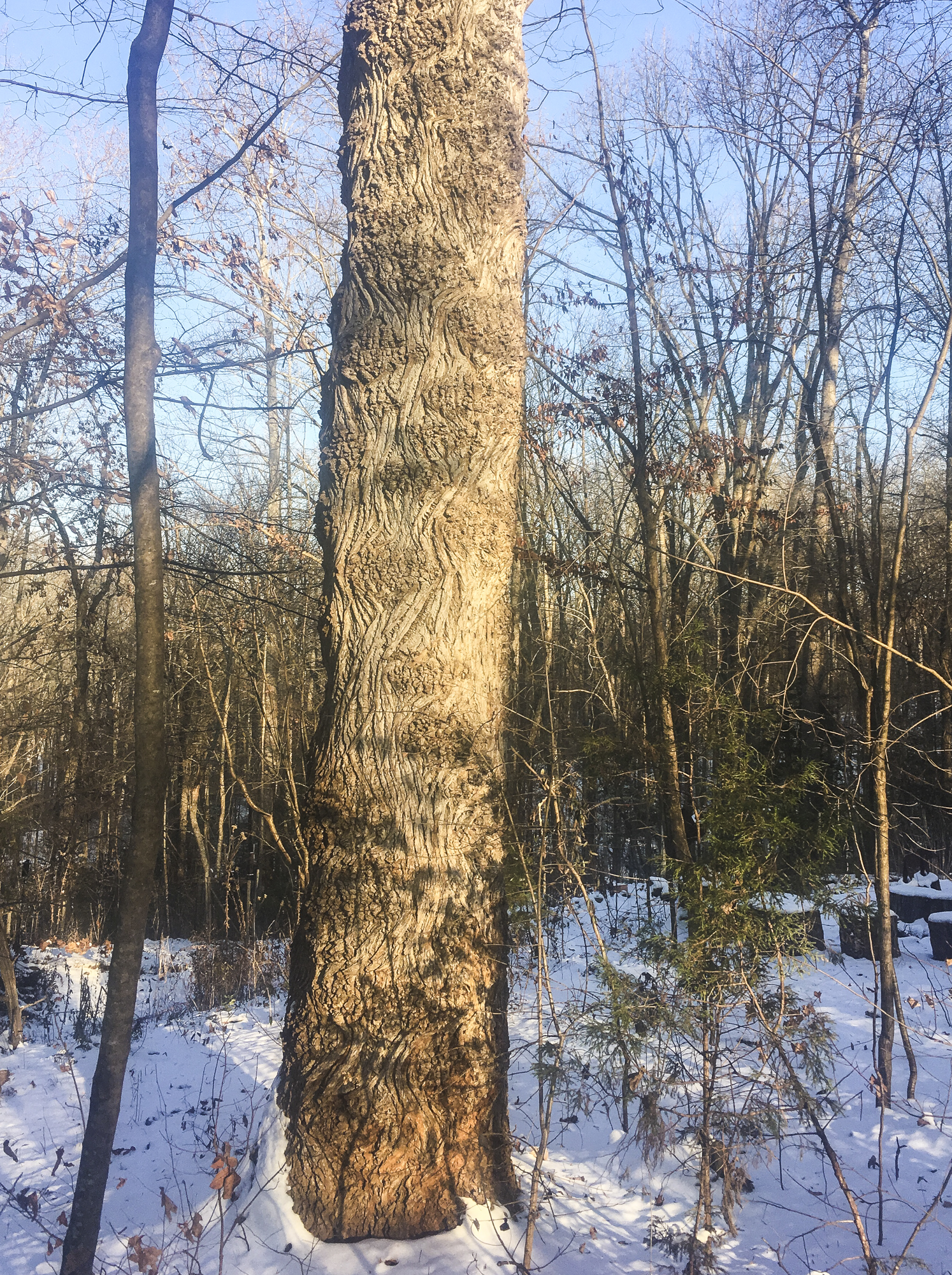 Tulip poplar in front yard
