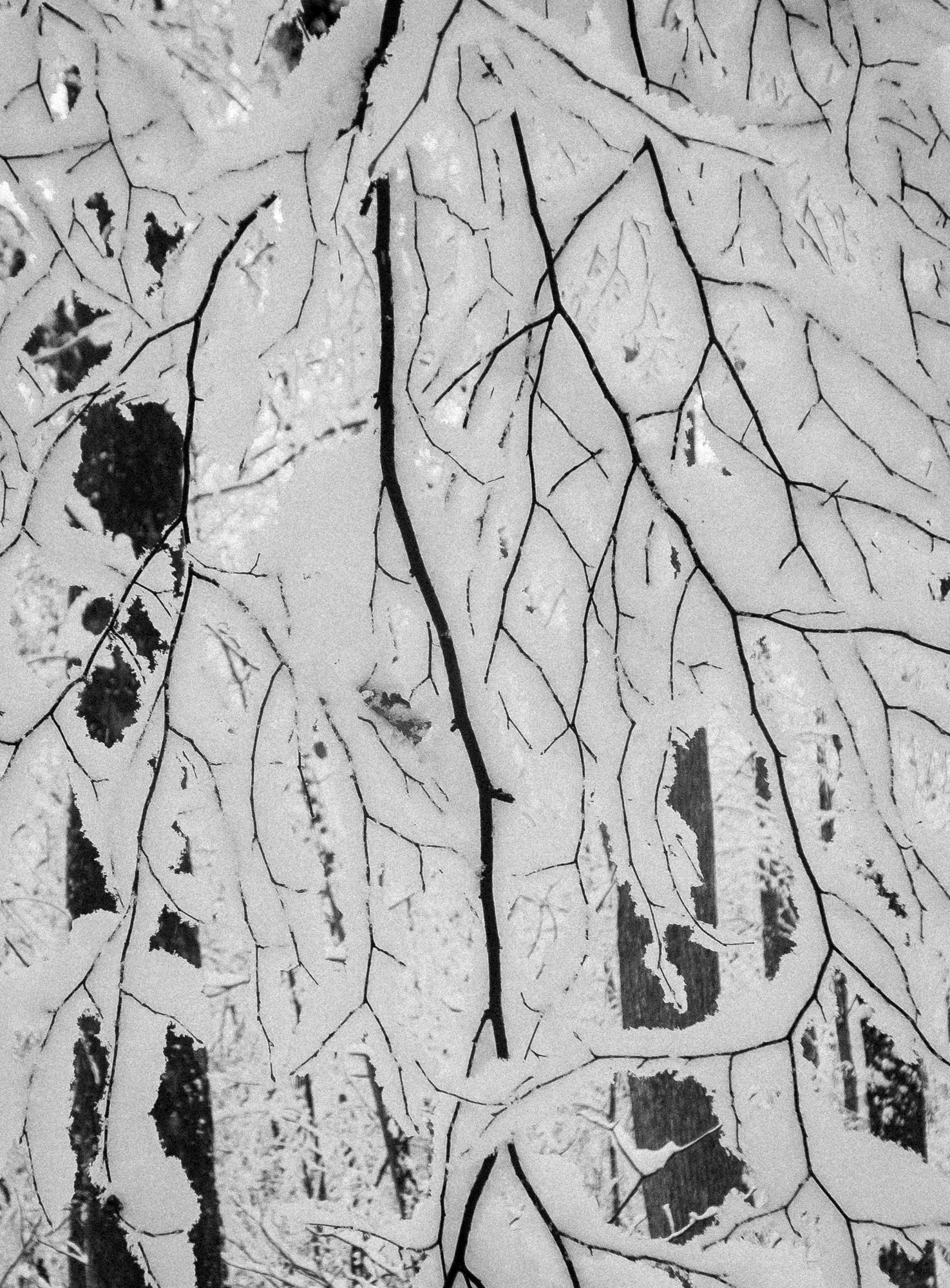 Under the branches close view