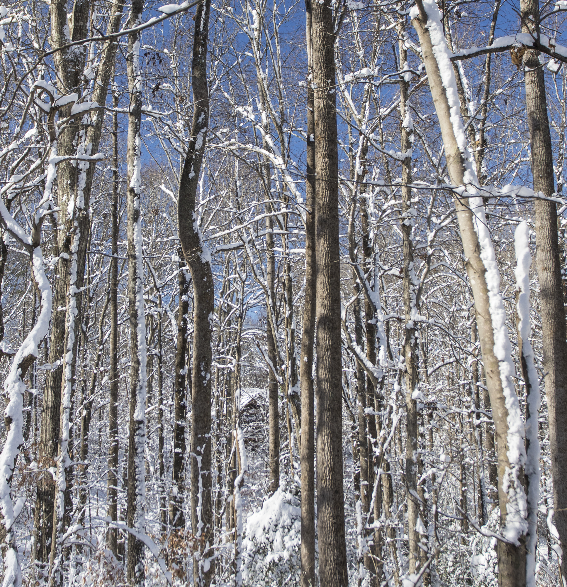 View through the woods to house