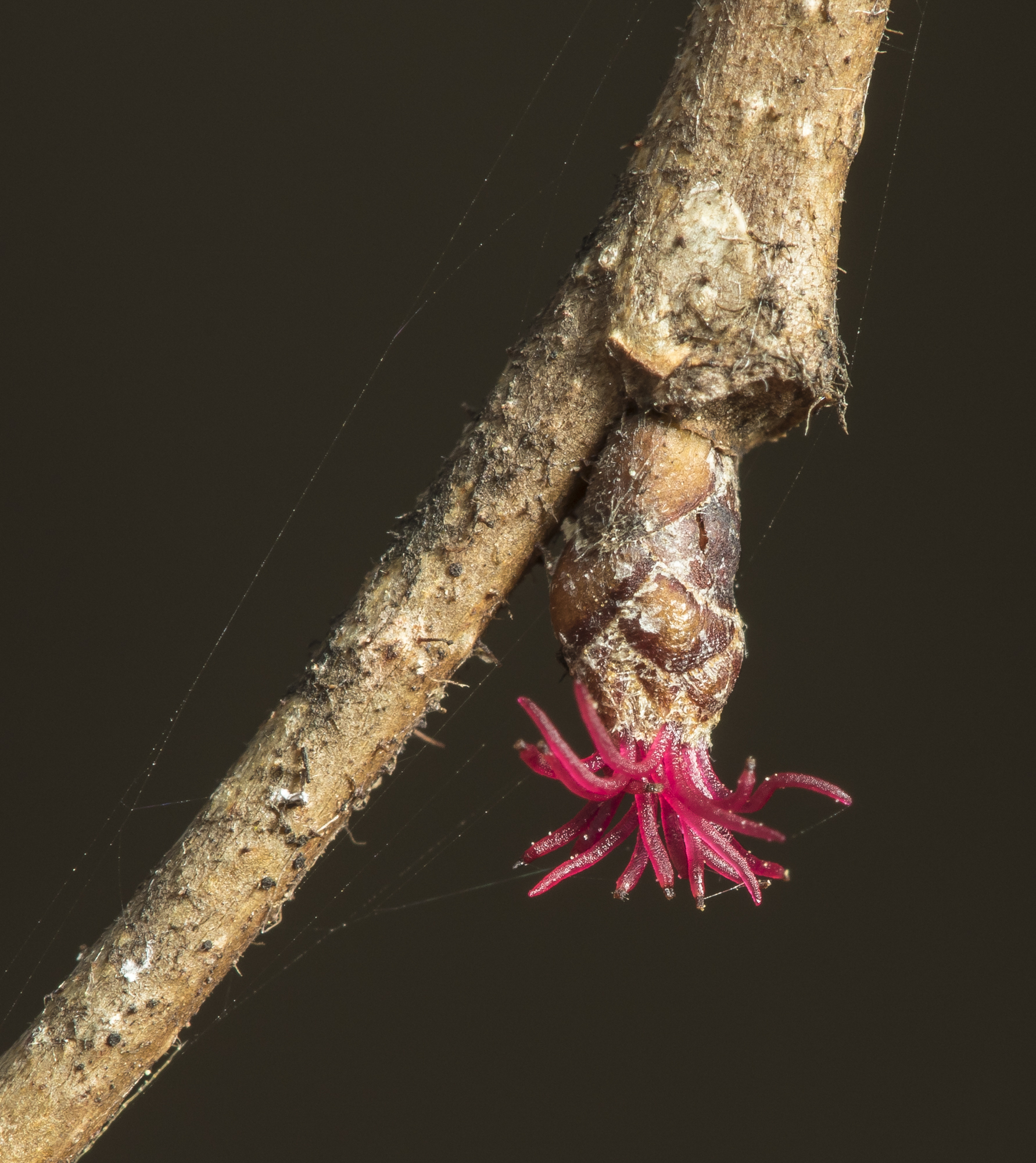 American hazelnut female flower - Corylus americana