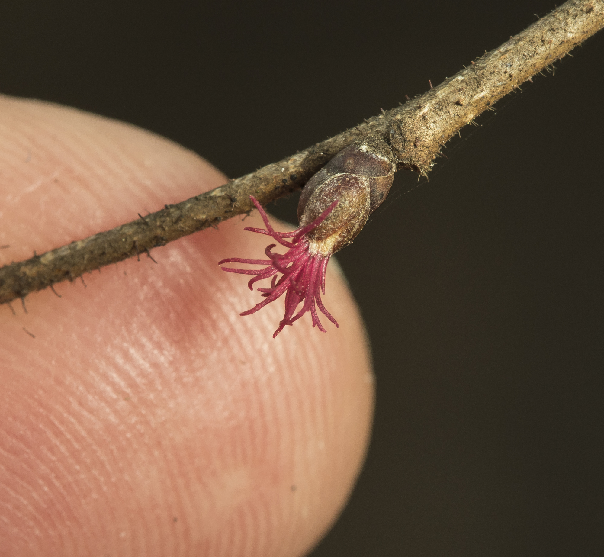 American hazelnut female flower with finger for scale 1 - Corylu