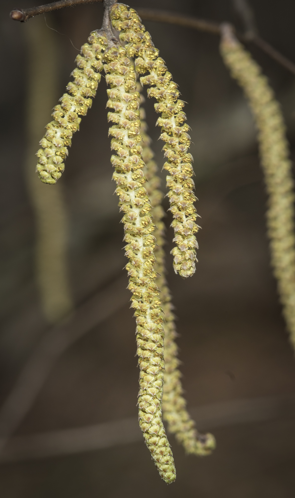 American hazelnut male flower catkins - Corylus americana