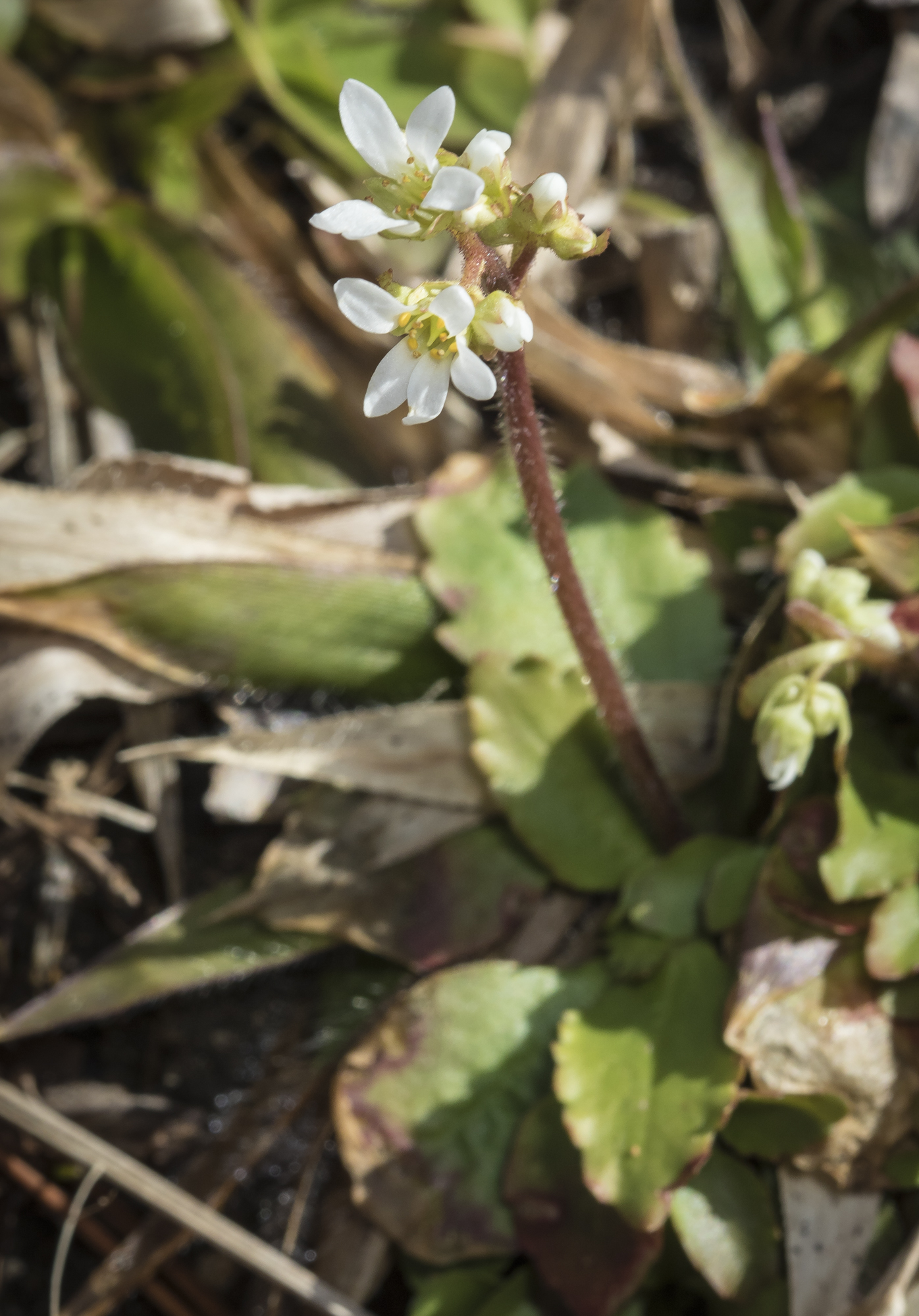 Early saxifrage