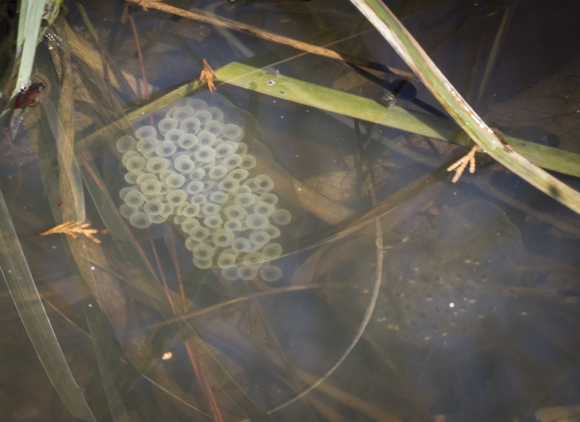spotted salamander egg mass in turtle pond