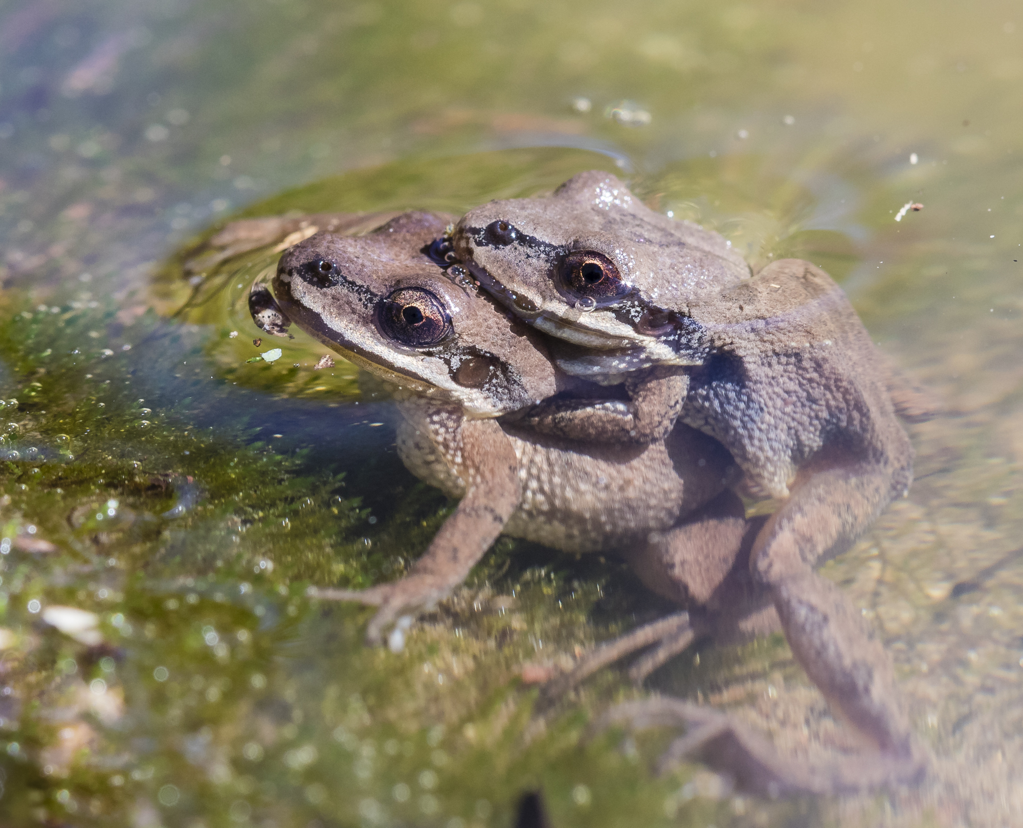 Upland chorus frogs in amplexus