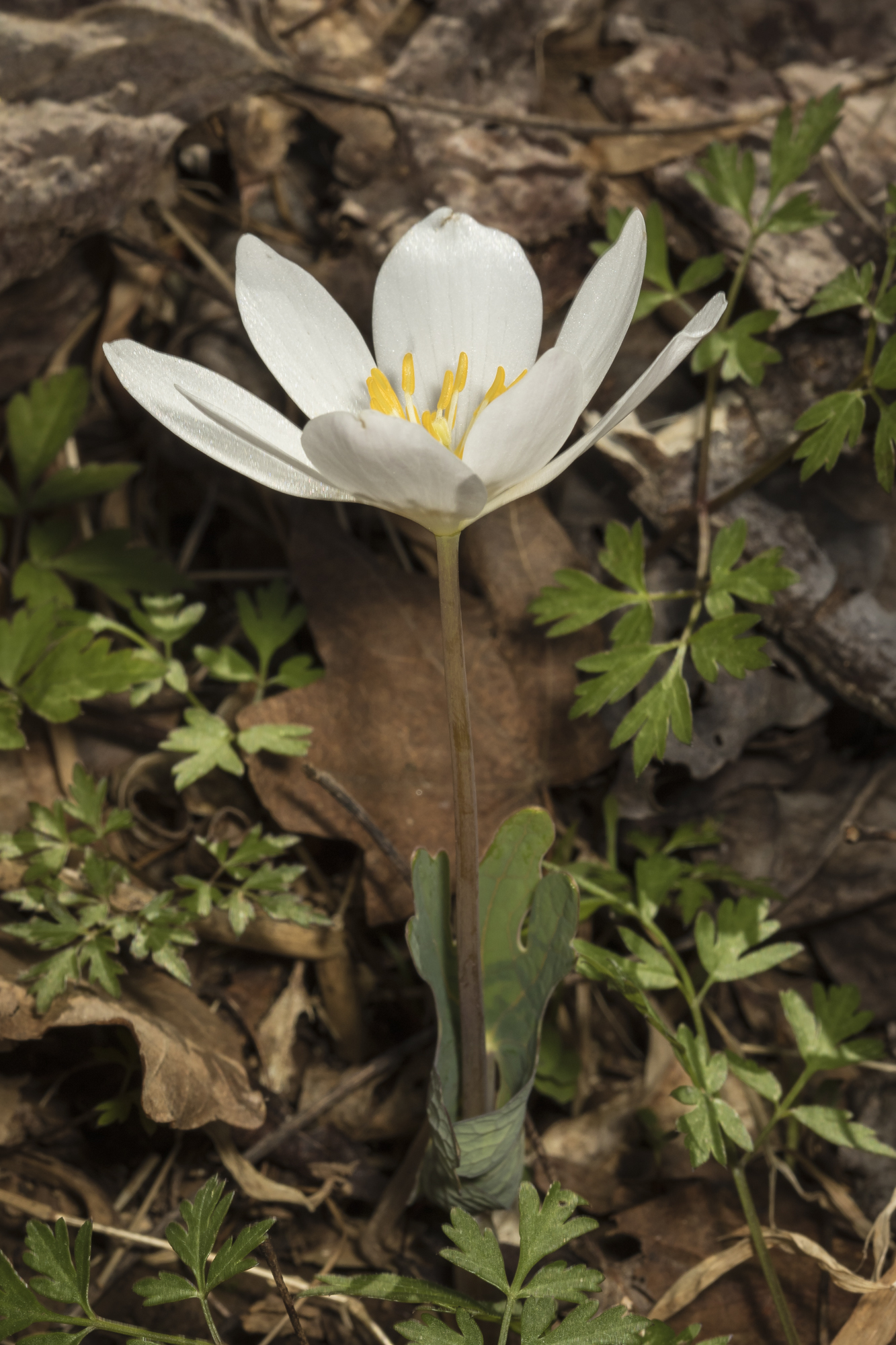 bloodroot flower a week after snow 1