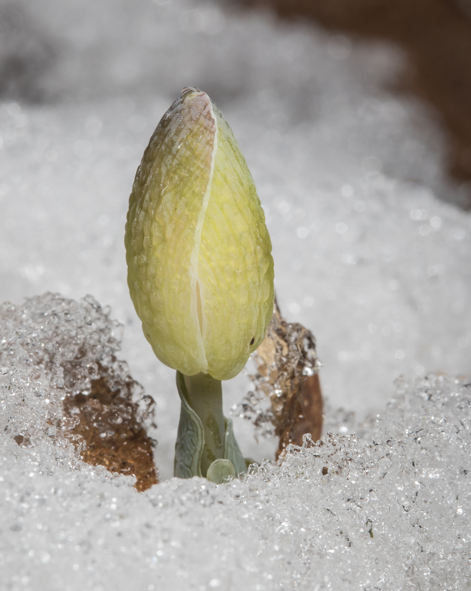 bloodroot flower in snow