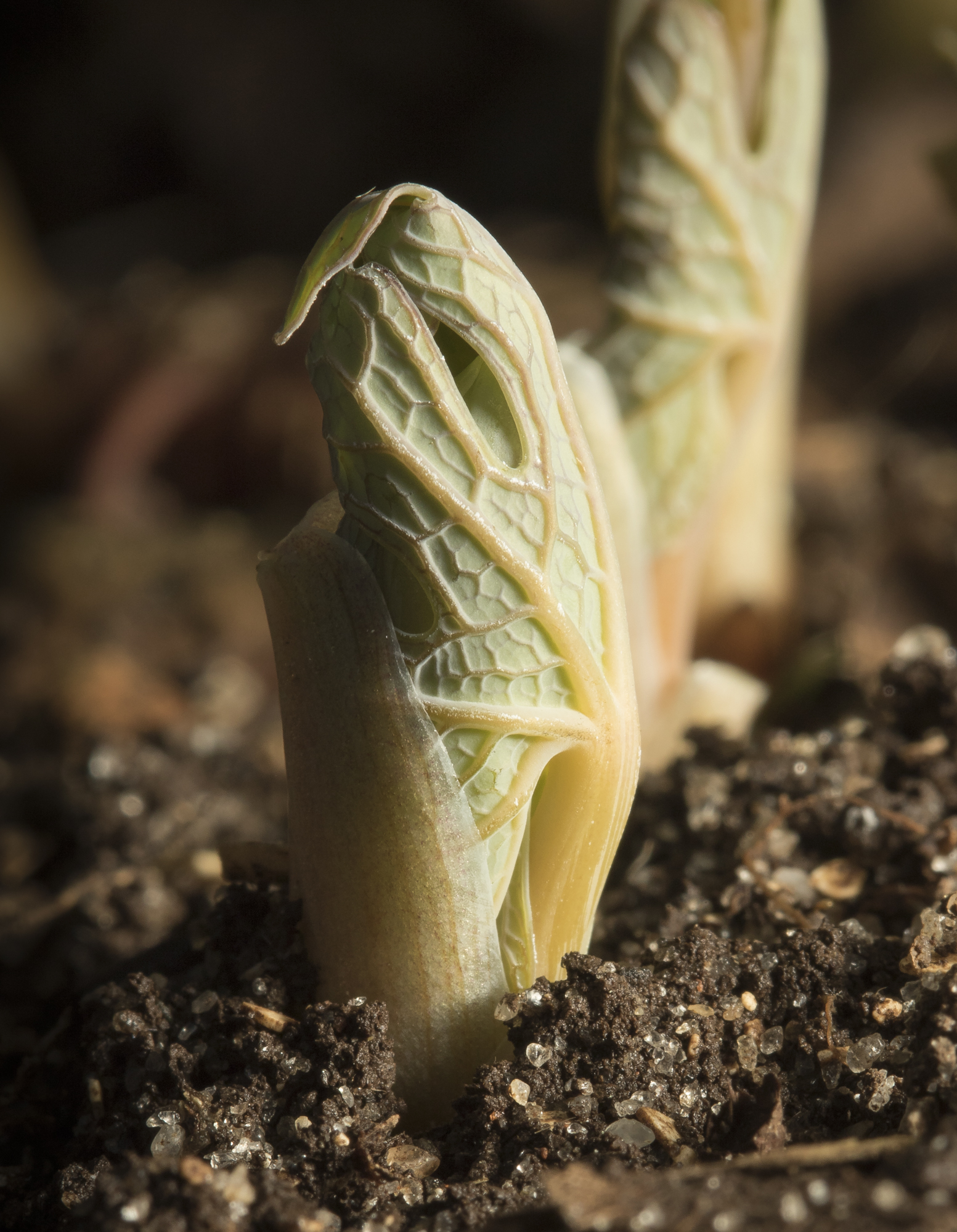bloodroot when it first emerges from rhizome