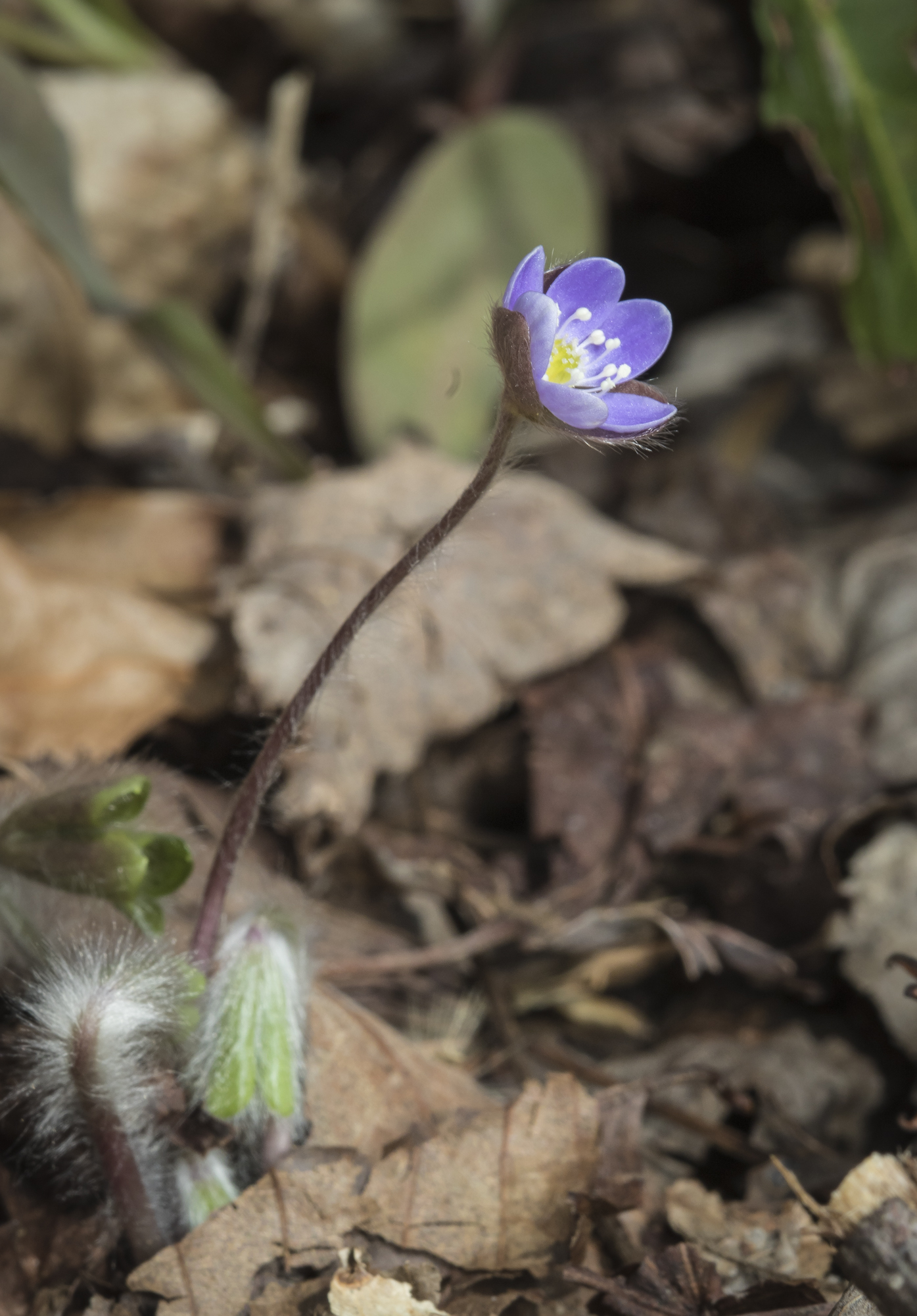 hepatica entire plant