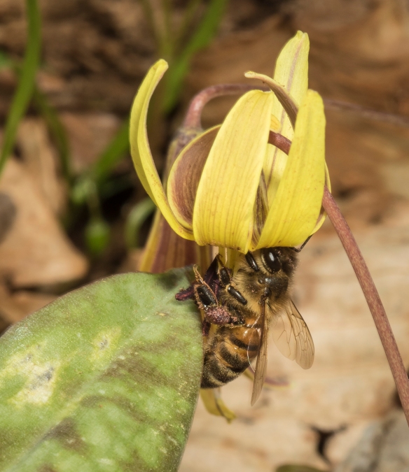 honeybee on trout lily