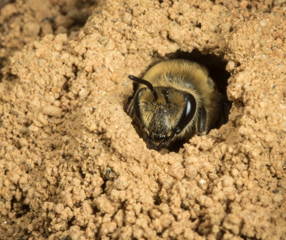 native bee at entrance to nest tunnel in sandy soil near creek