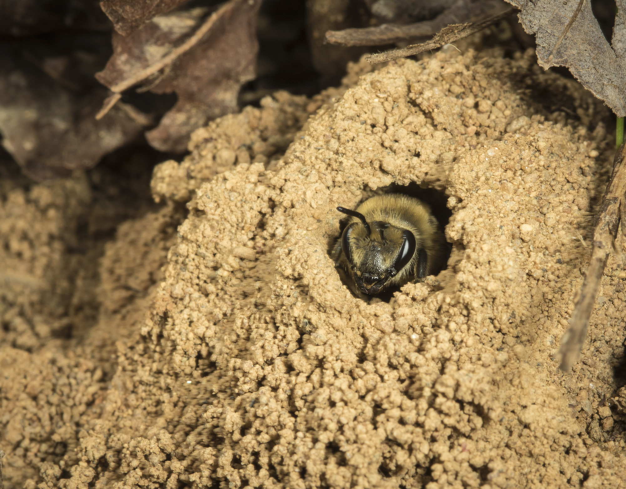 native bee at entrance to nest tunnel in sandy soil near creek w