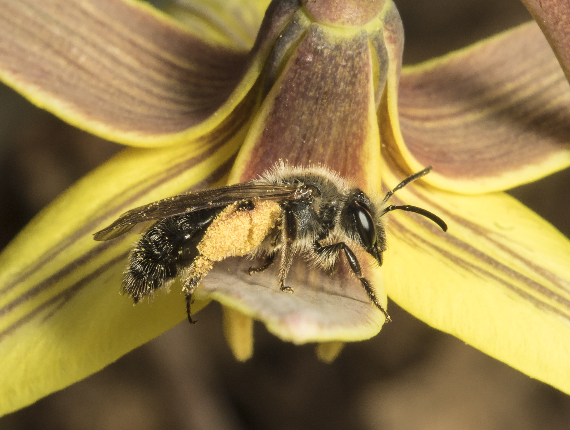 native bee collecting pollen from trout lily in NC Piedmont fore