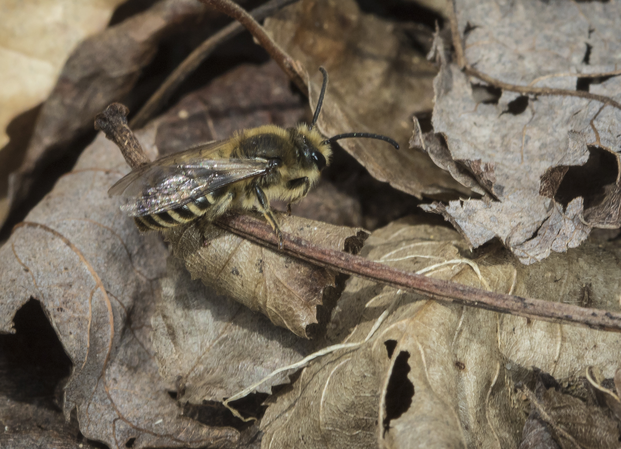 native bee visiting spring wildflowers in Piedmont of NC