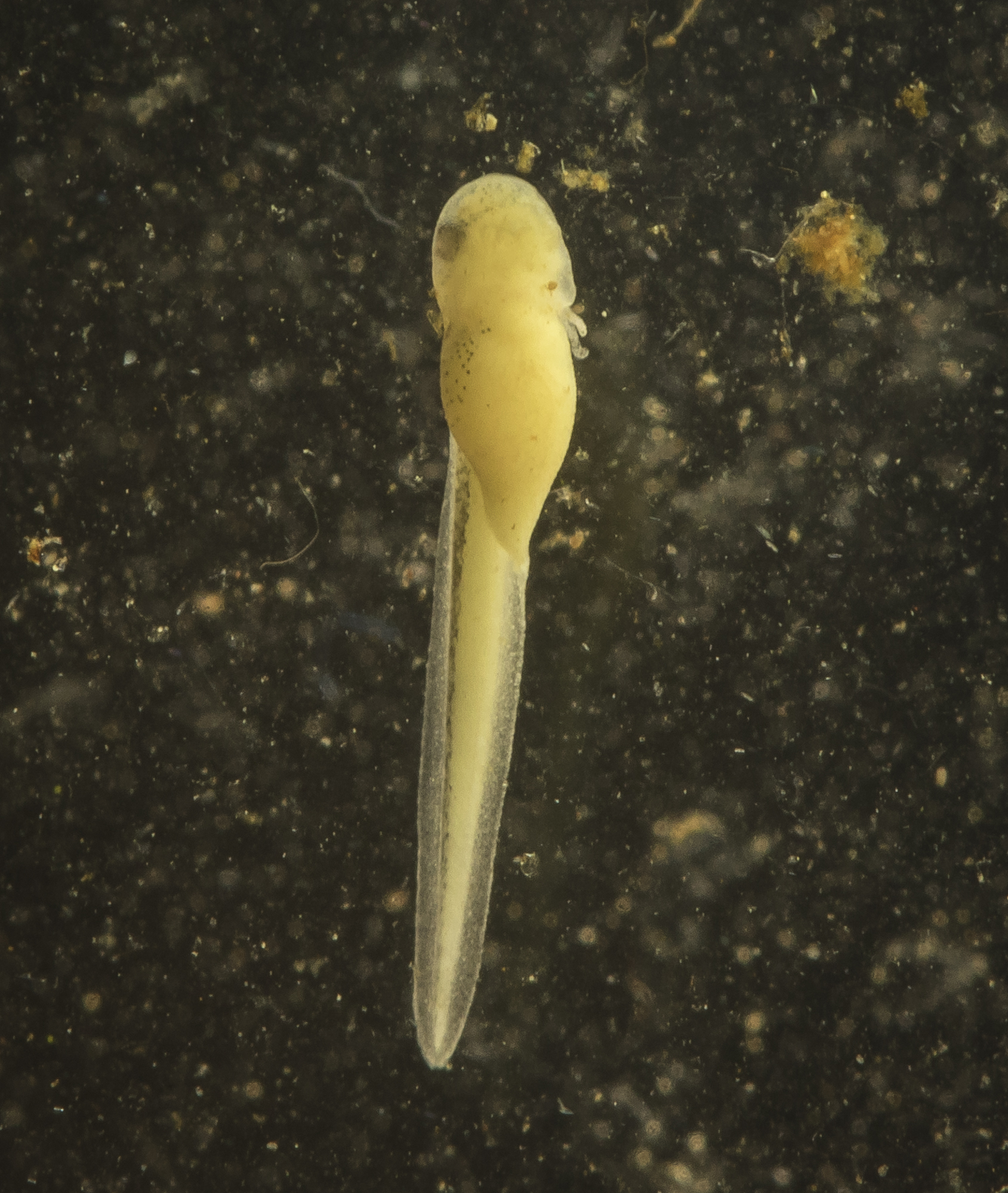 Newly hatched tadpole