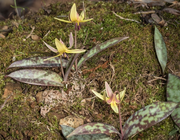 Trout lilies in bloom
