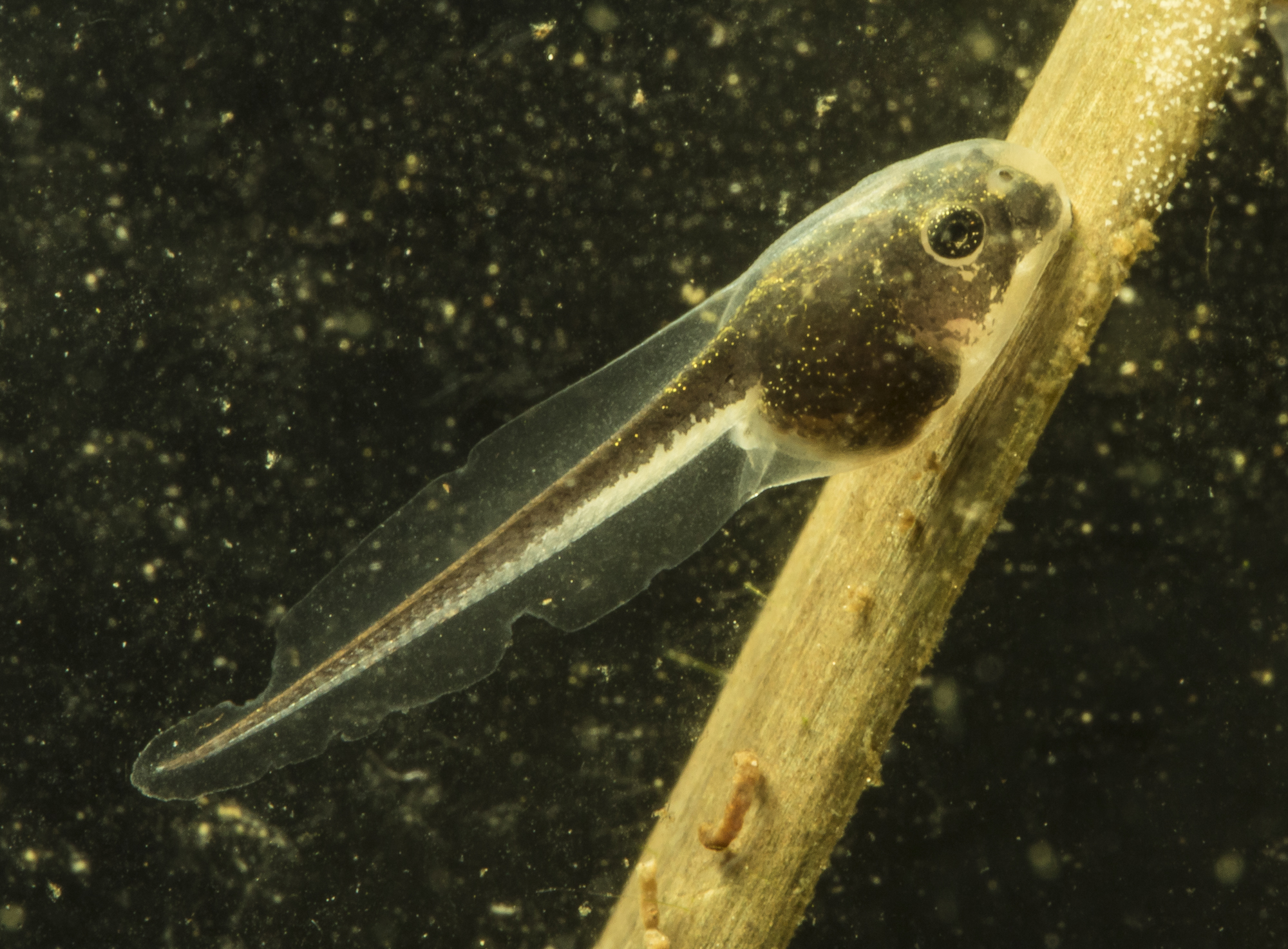 Upland chorus frog tadpole 1 week old 1