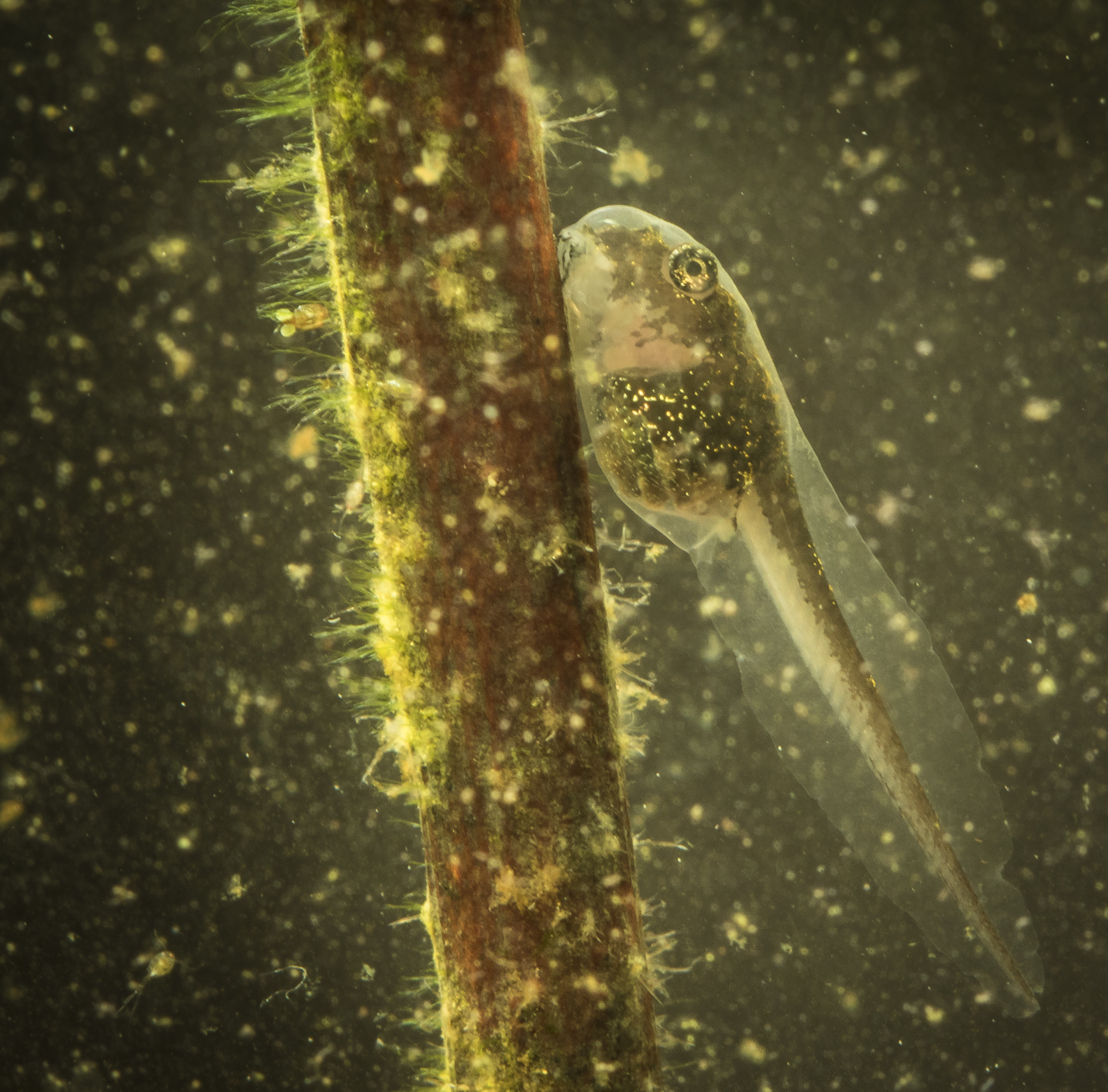 Upland chorus frog tadpole 6 daysold